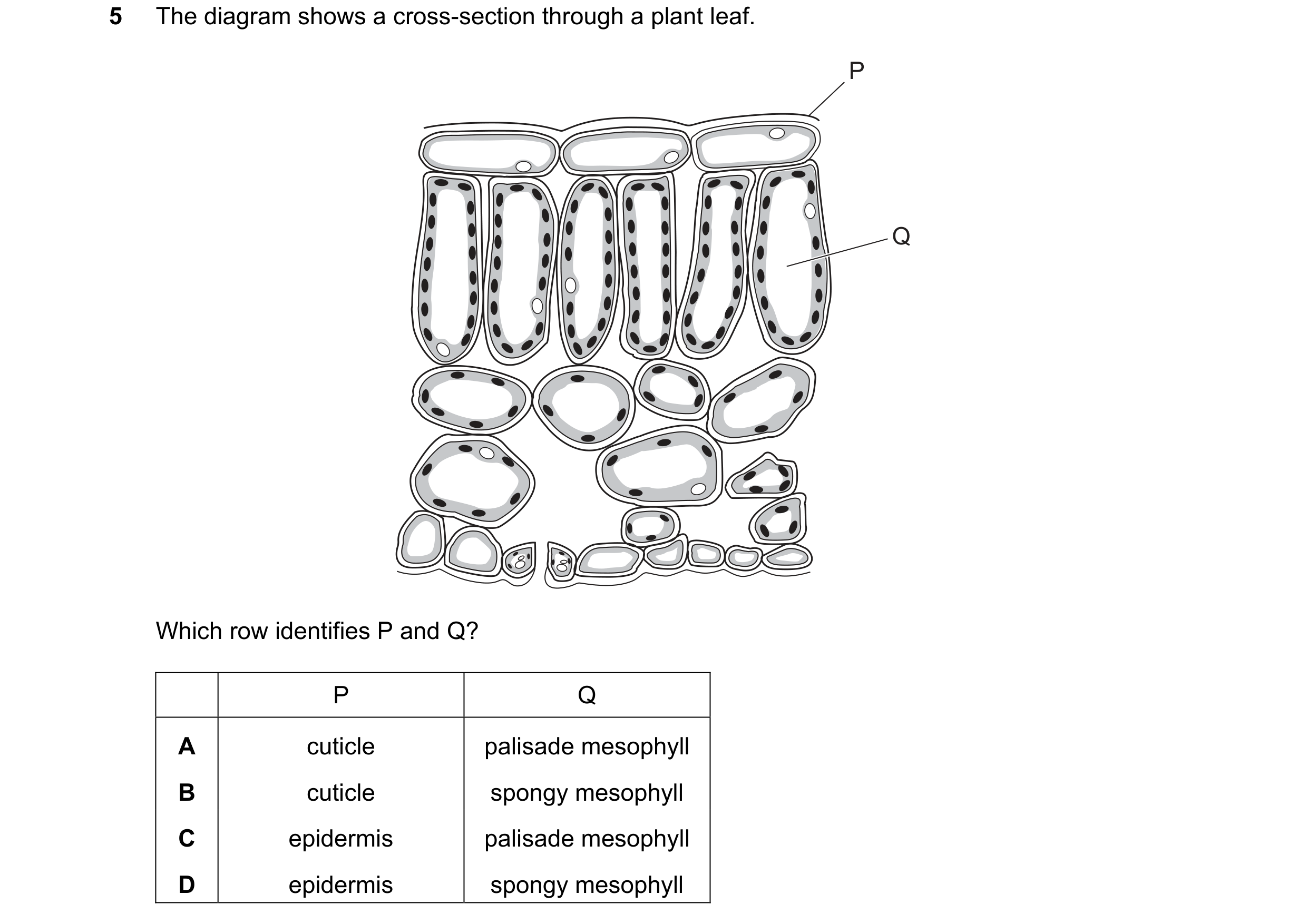 Question 11: The diagram shows a cross-section through a plant leaf. P Q Which row identifies P and Q? P Q A cuticle palisade mesophyll B cuticle spongy…