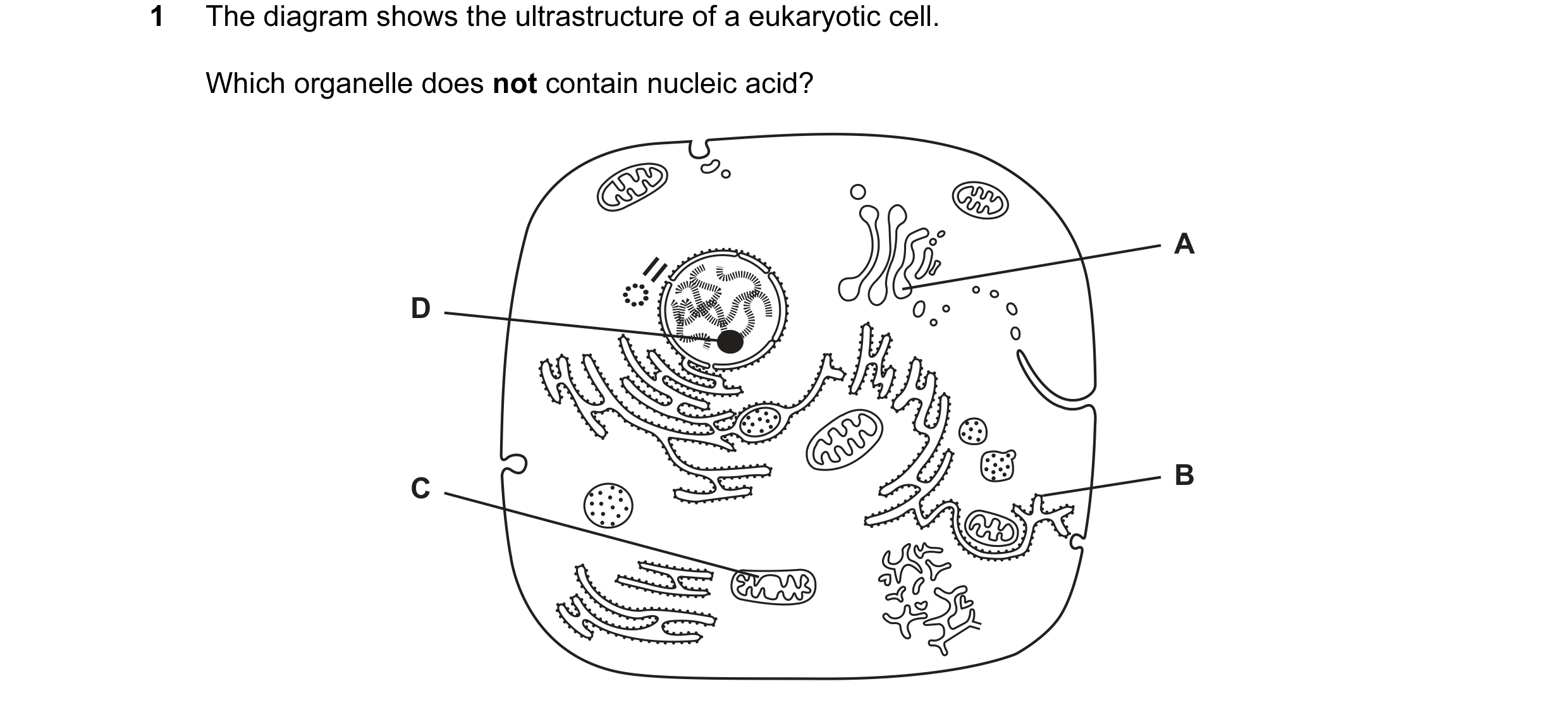 Question 1: The diagram shows the ultrastructure of a eukaryotic cell. Which organelle does not contain nucleic acid? A D C B