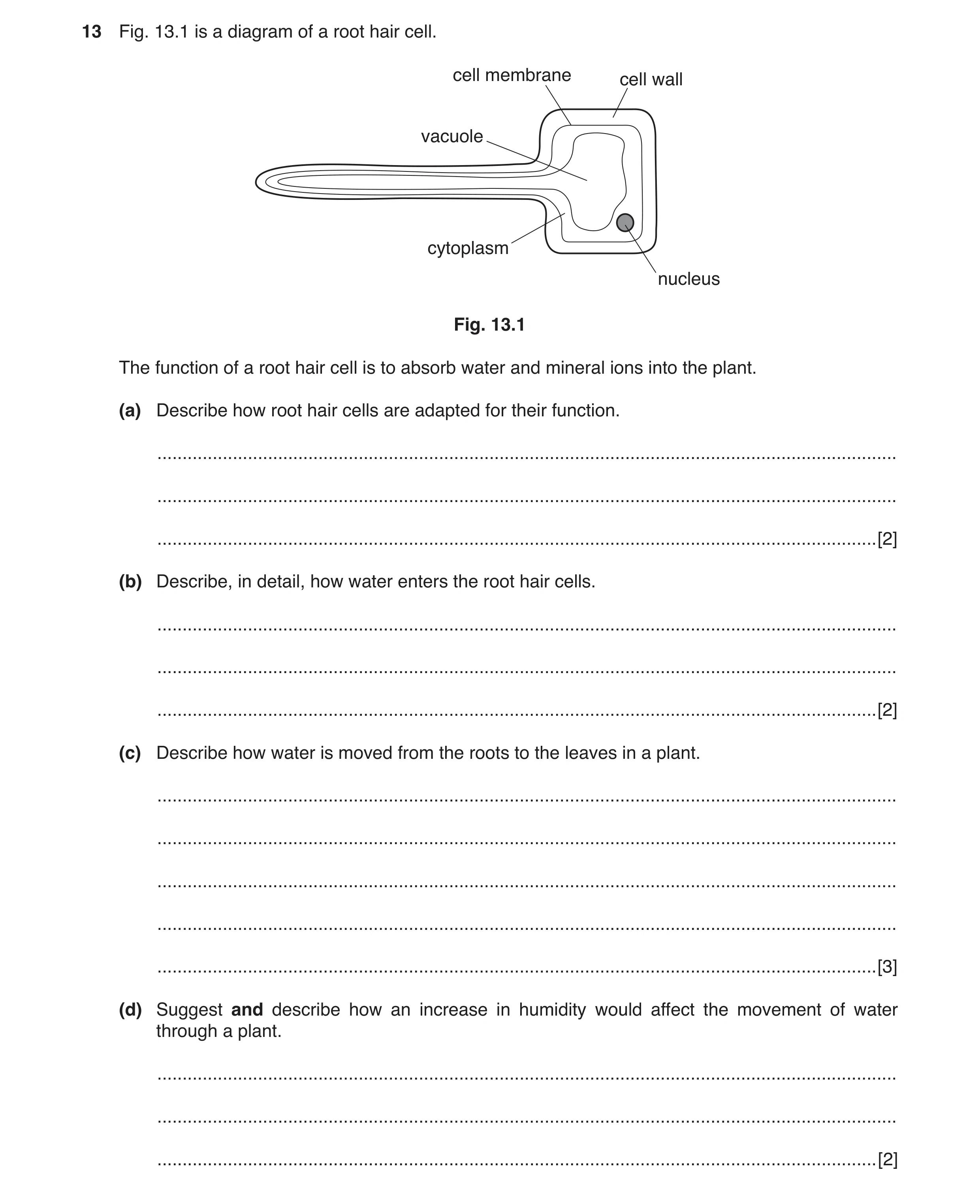 Question 3: Fig. 13.1 is a diagram of a root hair cell. cell membrane cell wall vacuole cytoplasm nucleus Fig. 13.1 The function of a root hair cell is…