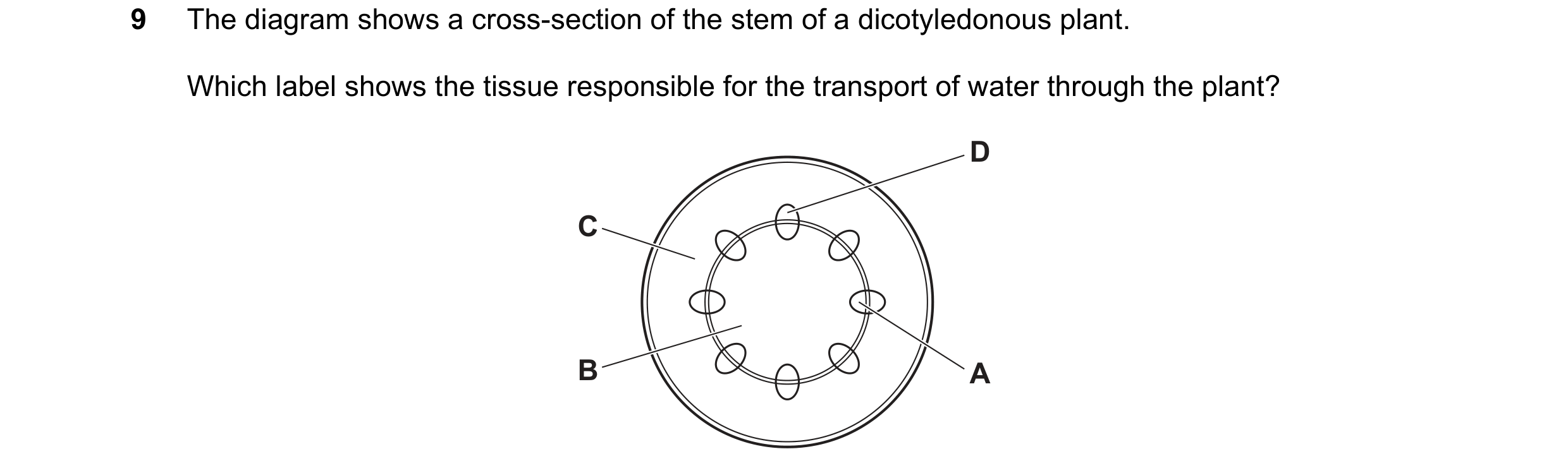 Question 24: The diagram shows a cross-section of the stem of a dicotyledonous plant. Which label shows the tissue responsible for the transport of wate…