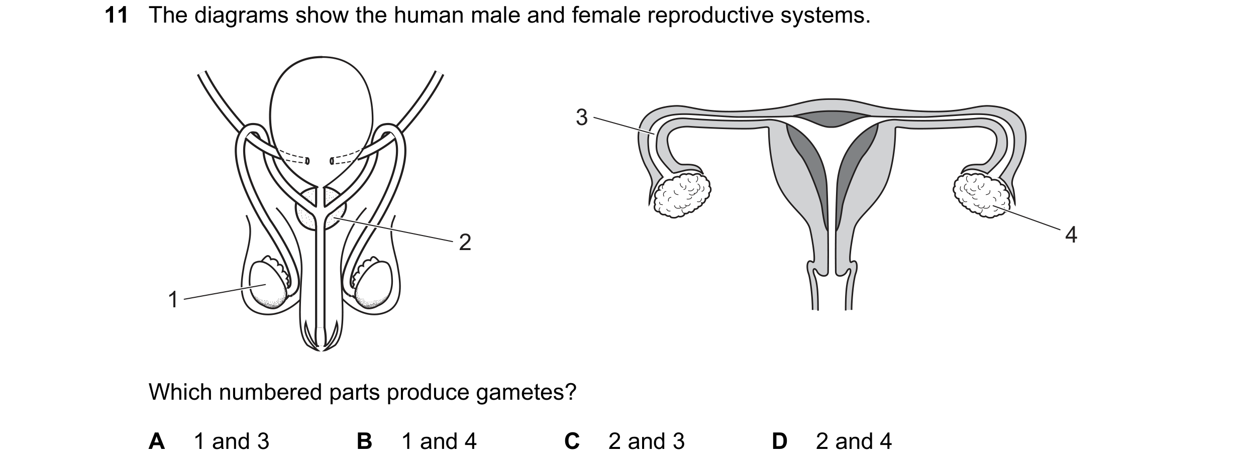 Question 56: The diagrams show the human male and female reproductive systems. 3 2 4 1 Which numbered parts produce gametes? A 1 and 3 B 1 and 4 C 2 and…