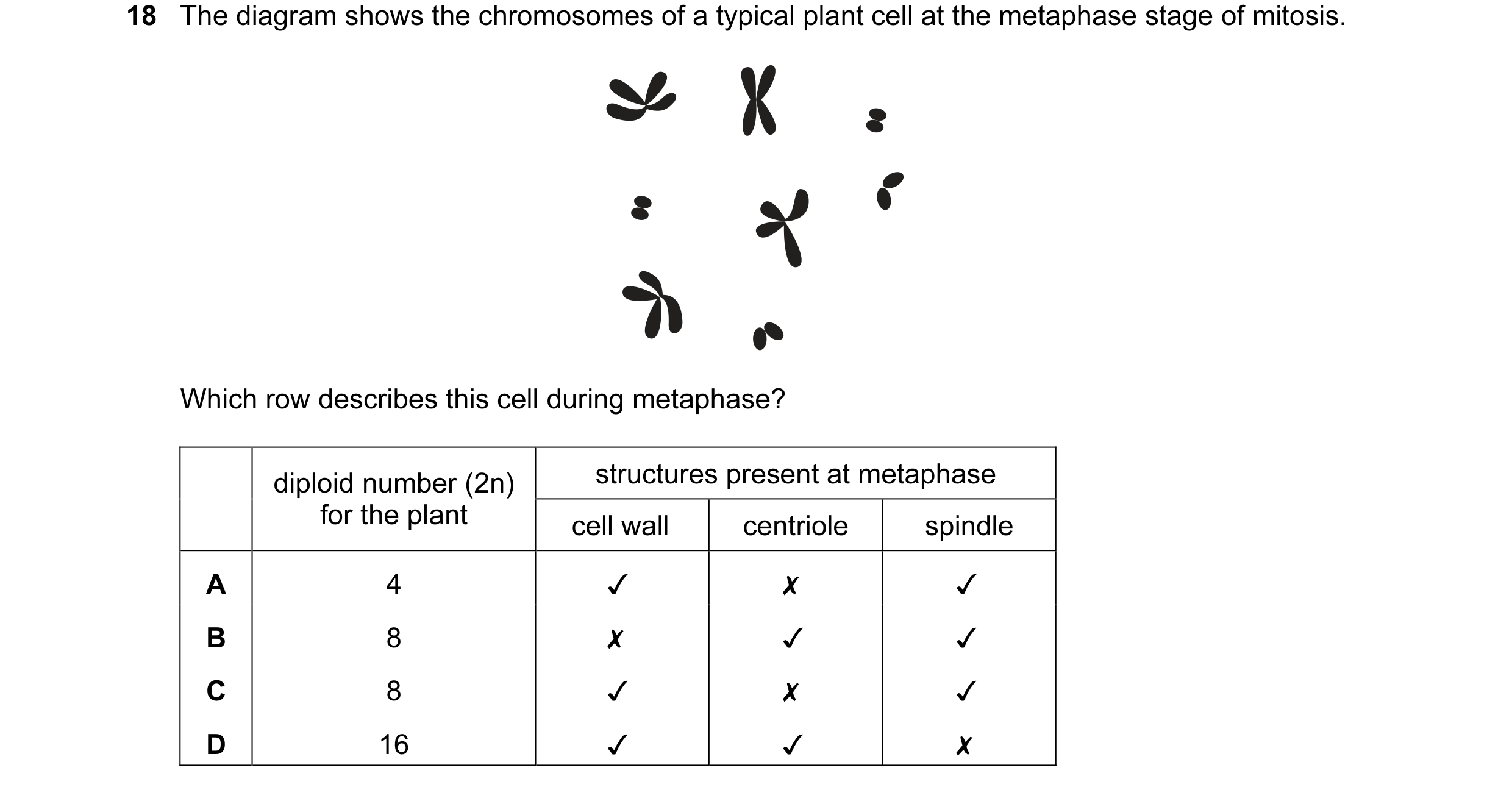 Question 17: The diagram shows the chromosomes of a typical plant cell at the metaphase stage of mitosis.
“xX :
a
D4
Which row describes this cell dur…