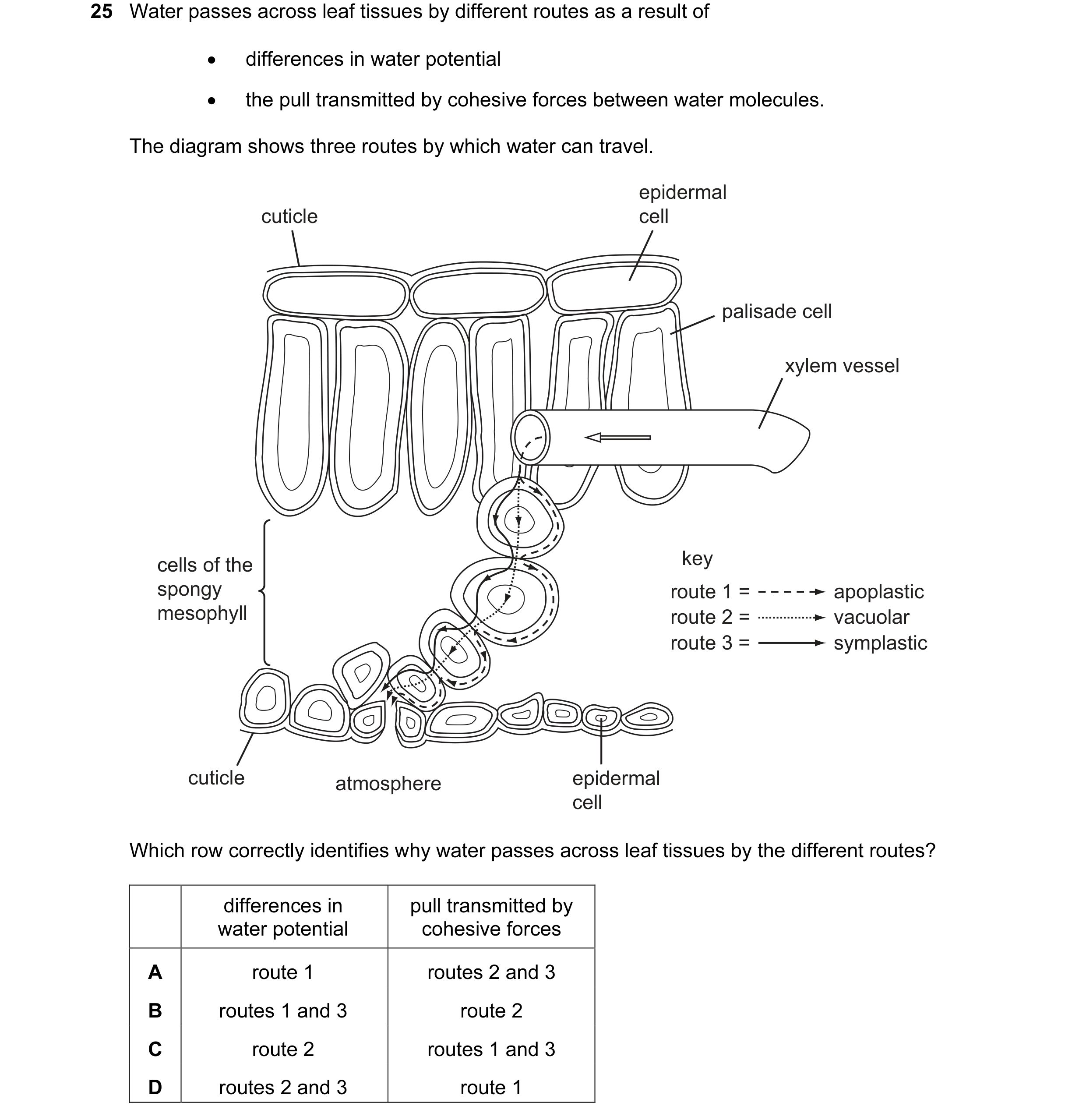 Question 27: Water passes across leaf tissues by different routes as a result of • differences in water potential • the pull transmitted by cohesive for…
