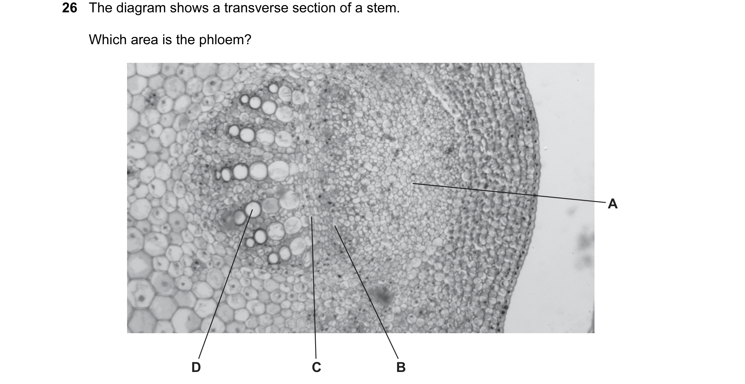Question 17: The diagram shows a transverse section of a stem. Which area is the phloem? A D C B