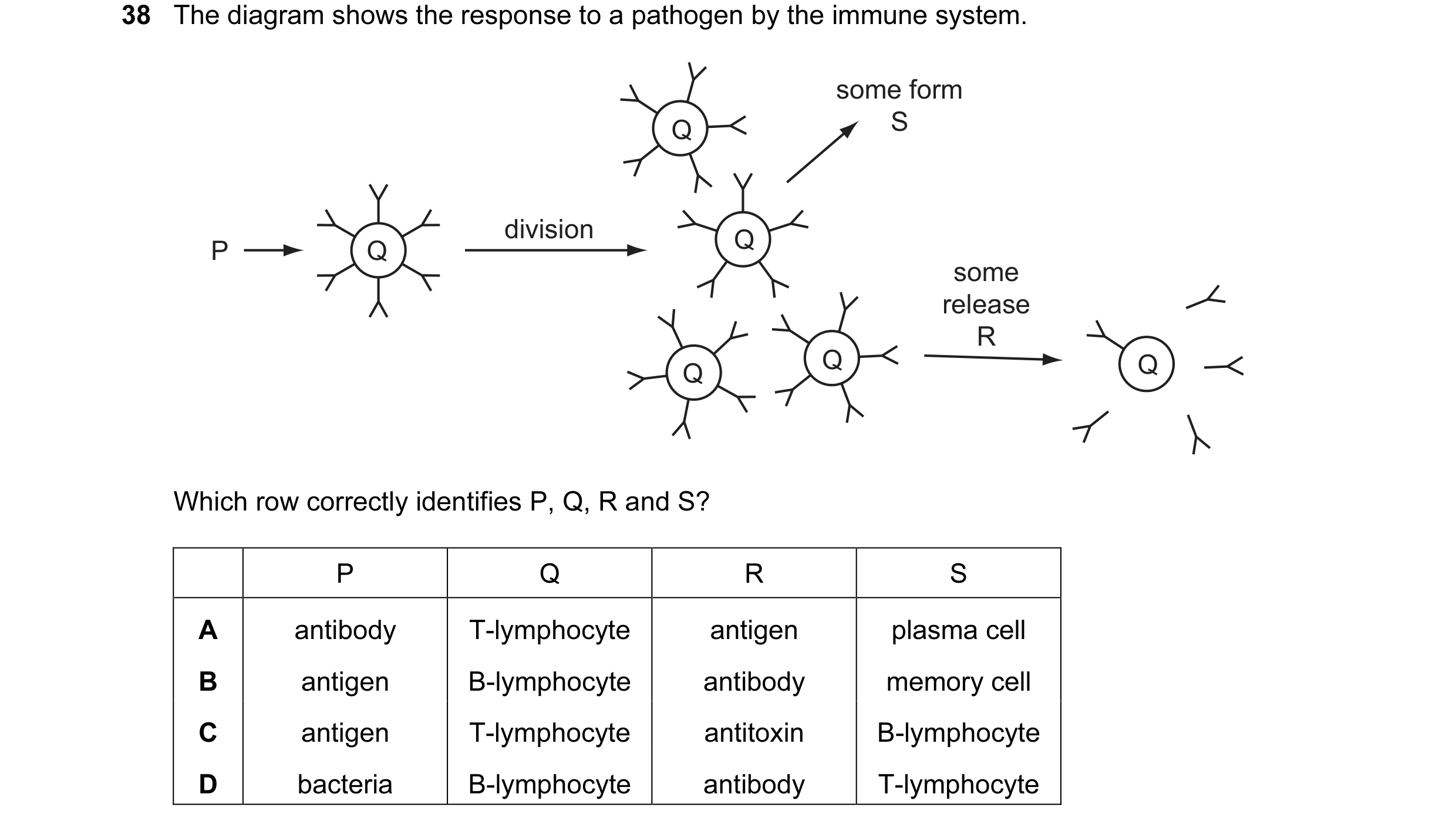 Question 20: The diagram shows the response to a pathogen by the immune system. some form Q S division Q P Q some release R Q Q Q Which row correctly id…