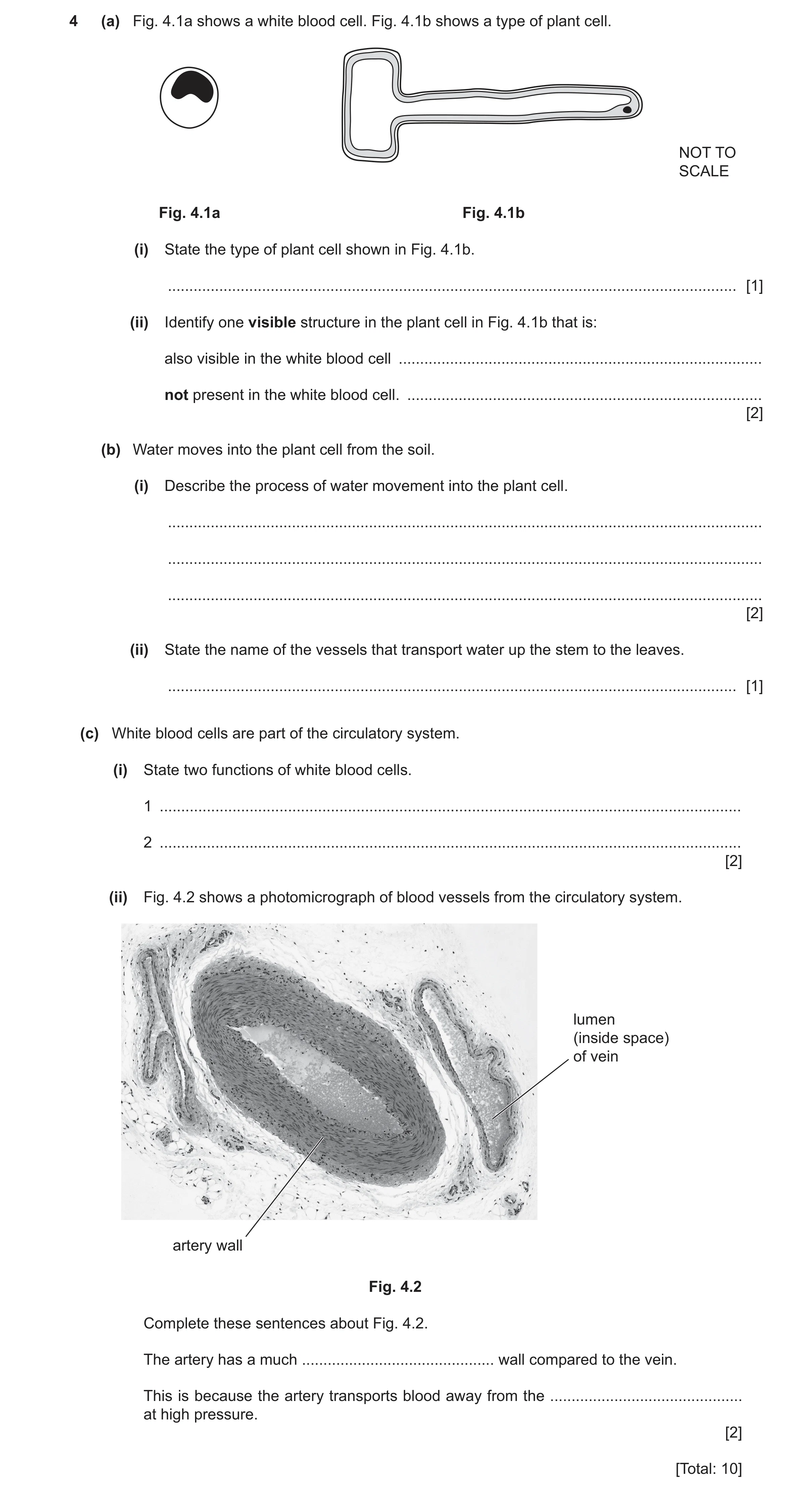 Question 19: (a) Fig. 4.1a shows a white blood cell. Fig. 4.1b shows a type of plant cell. NOT TO SCALE Fig. 4.1a Fig. 4.1b (i) State the type of plant …