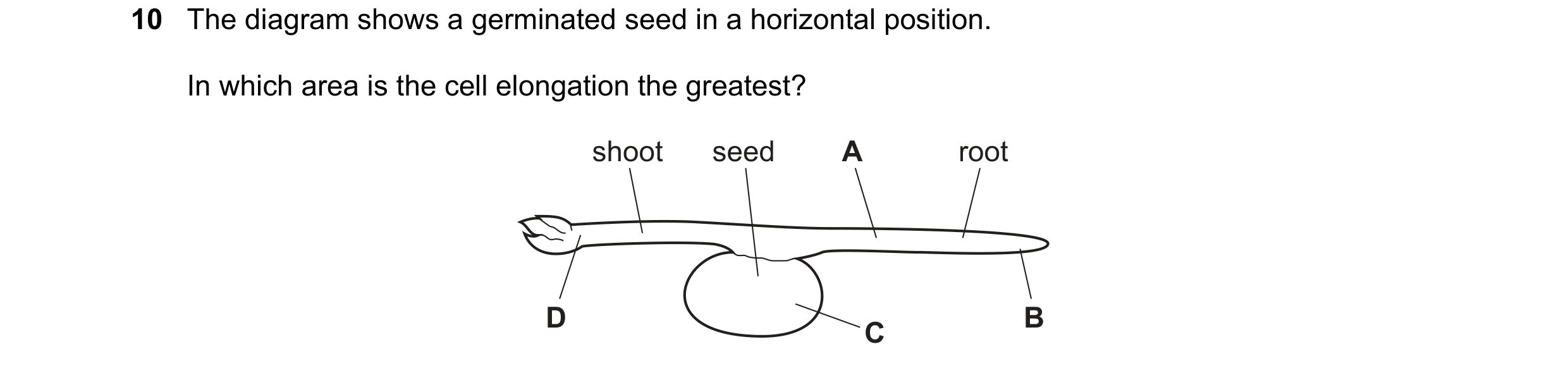 Question 41: The diagram shows a germinated seed in a horizontal position. In which area is the cell elongation the greatest? shoot seed A root D B C
