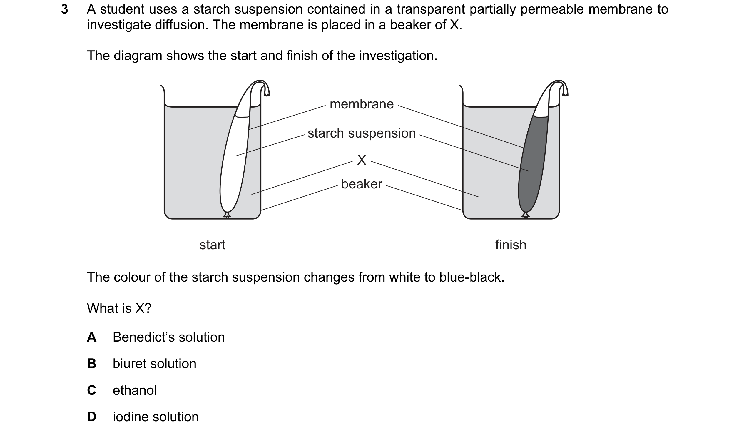 Question 15: A student uses a starch suspension contained in a transparent partially permeable membrane to investigate diffusion. The membrane is placed…