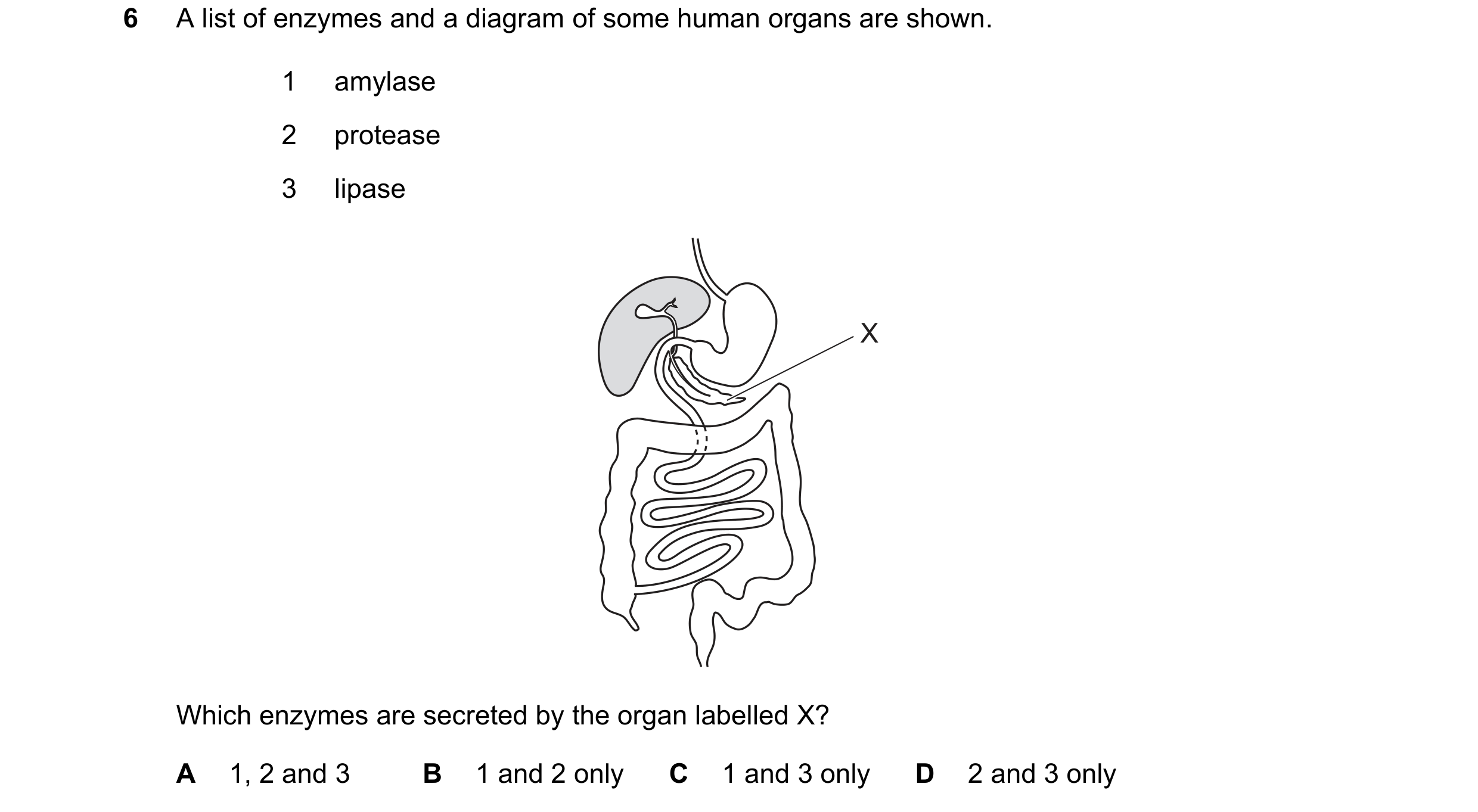 Question 21: A list of enzymes and a diagram of some human organs are shown. 1 amylase 2 protease 3 lipase X Which enzymes are secreted by the organ lab…
