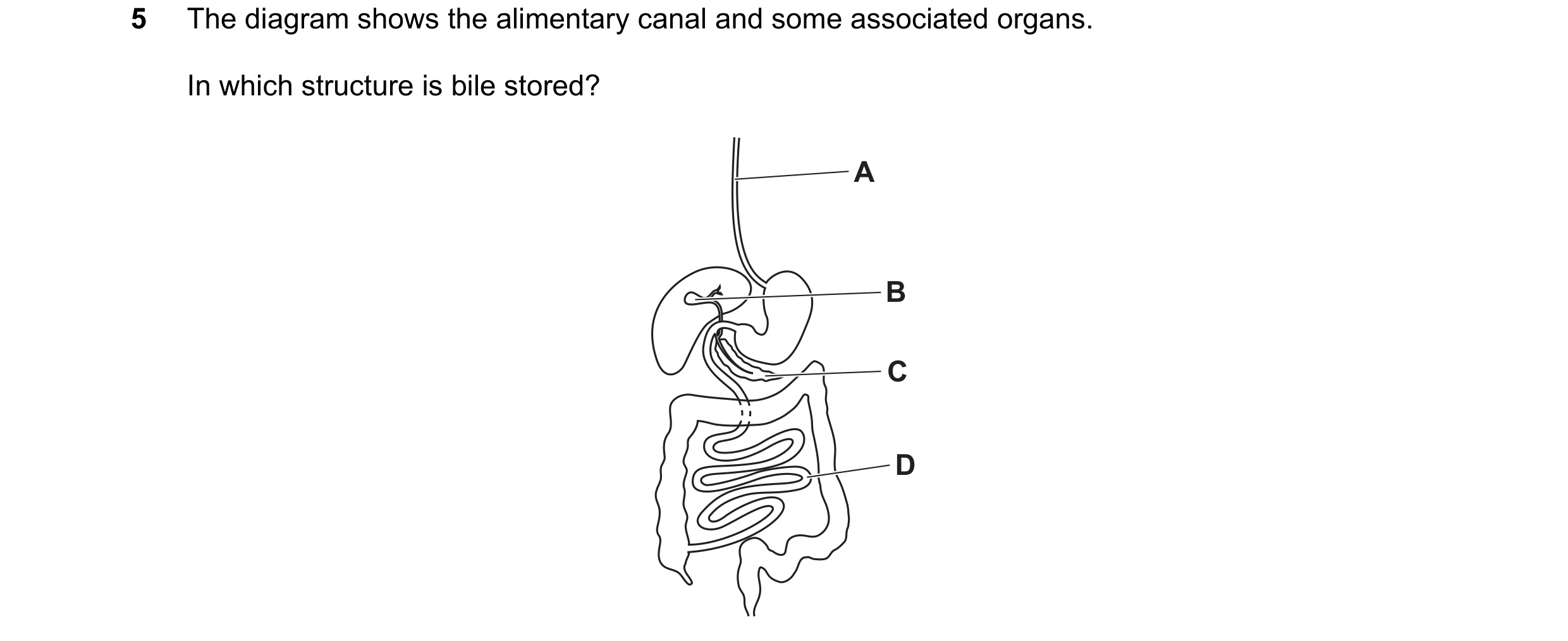 Question 8: The diagram shows the alimentary canal and some associated organs. In which structure is bile stored? A B C D