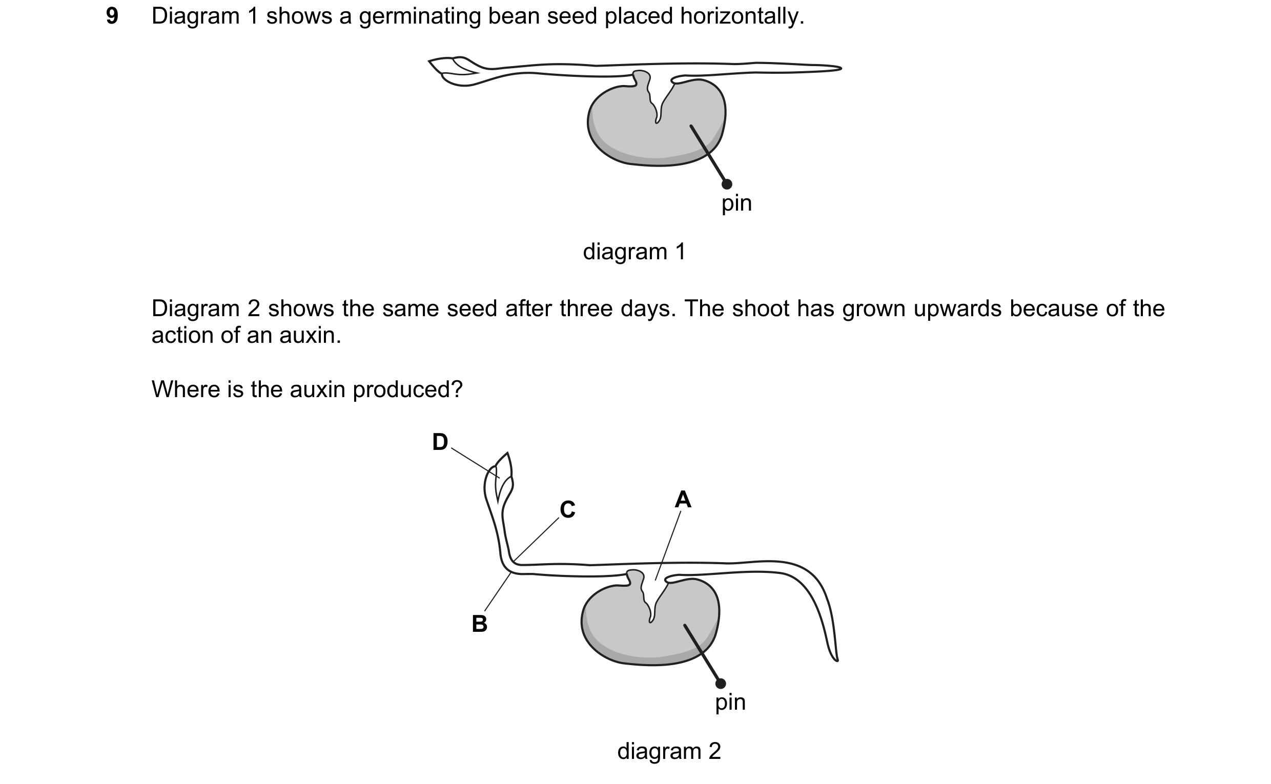Question 24: Diagram 1 shows a germinating bean seed placed horizontally. pin diagram 1 Diagram 2 shows the same seed after three days. The shoot has gr…