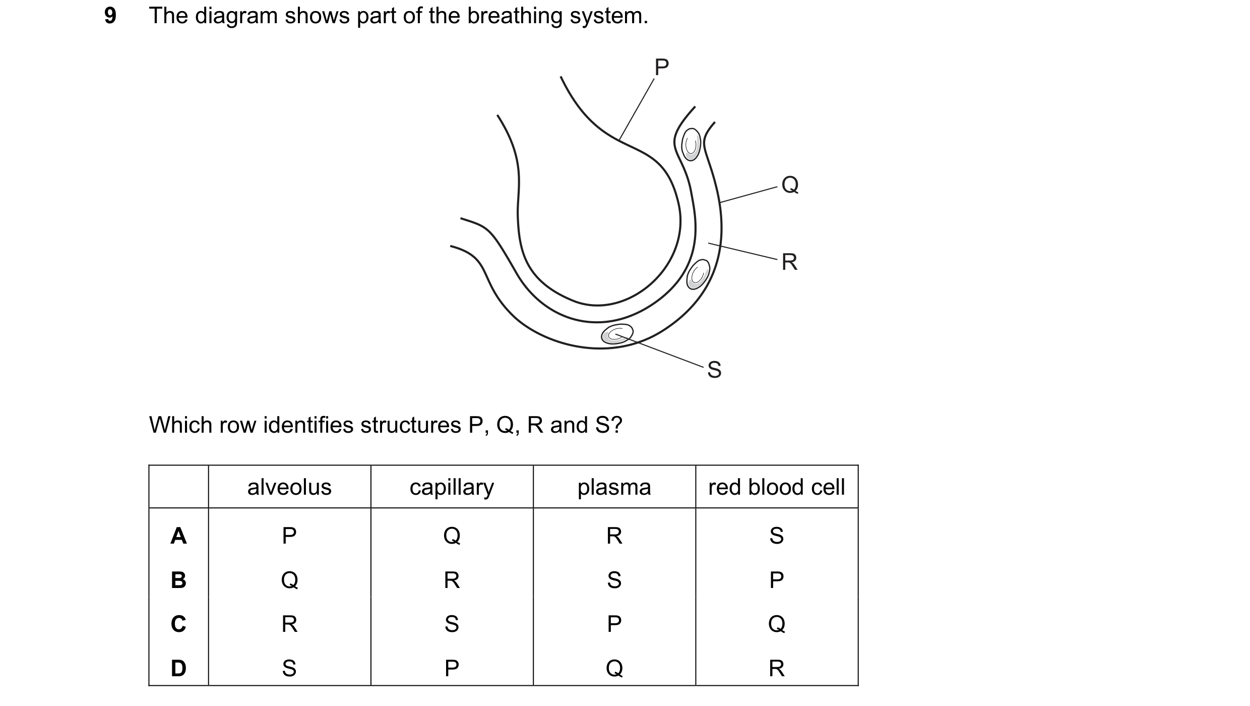 Question 48: The diagram shows part of the breathing system. P Q R S Which row identifies structures P, Q, R and S? alveolus capillary plasma red blood …