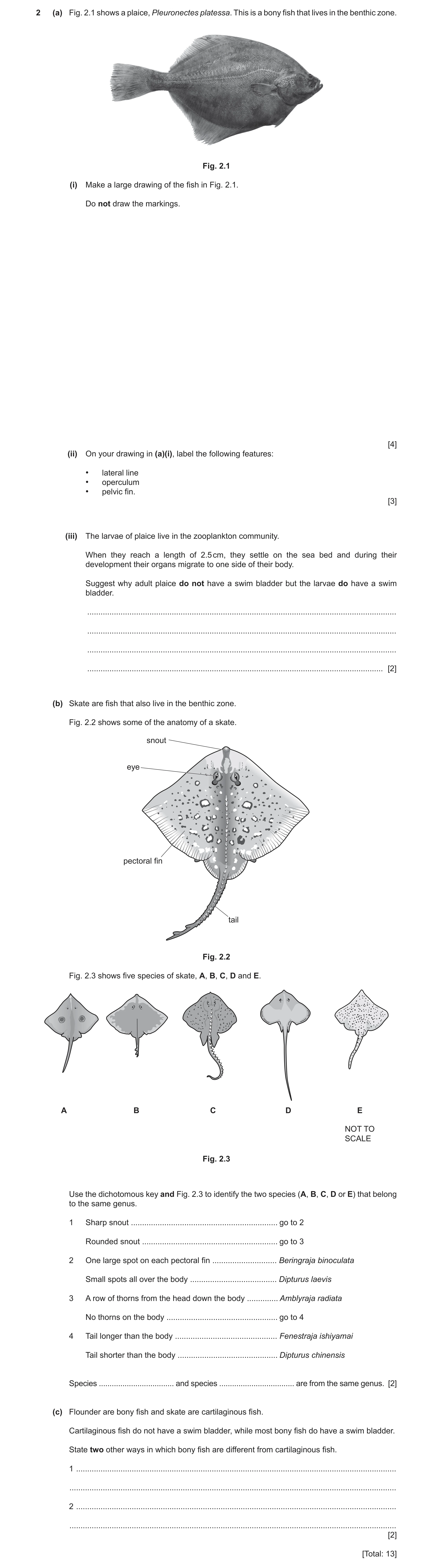 Question 15: (a) Fig. 2.1 shows a plaice, Pleuronectes platessa. This is a bony fish that lives in the benthic zone. Fig. 2.1 (i) Make a large drawing o…