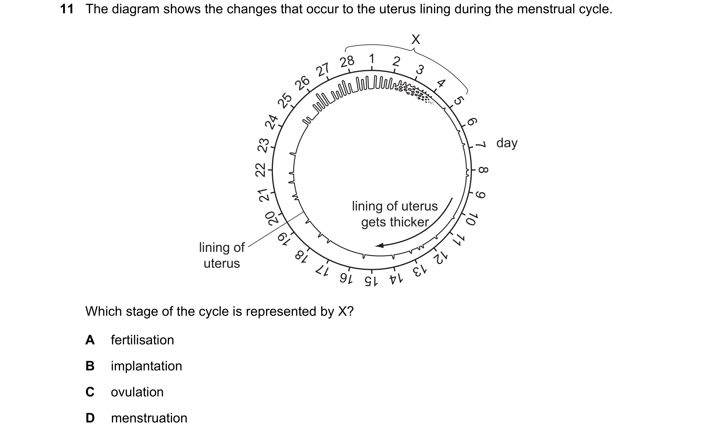 Question 51: The diagram shows the changes that occur to the uterus lining during the menstrual cycle. X 28 1 2 27 3 26 4 25 5 24 6 23 7 day 22 8 21 9 l…