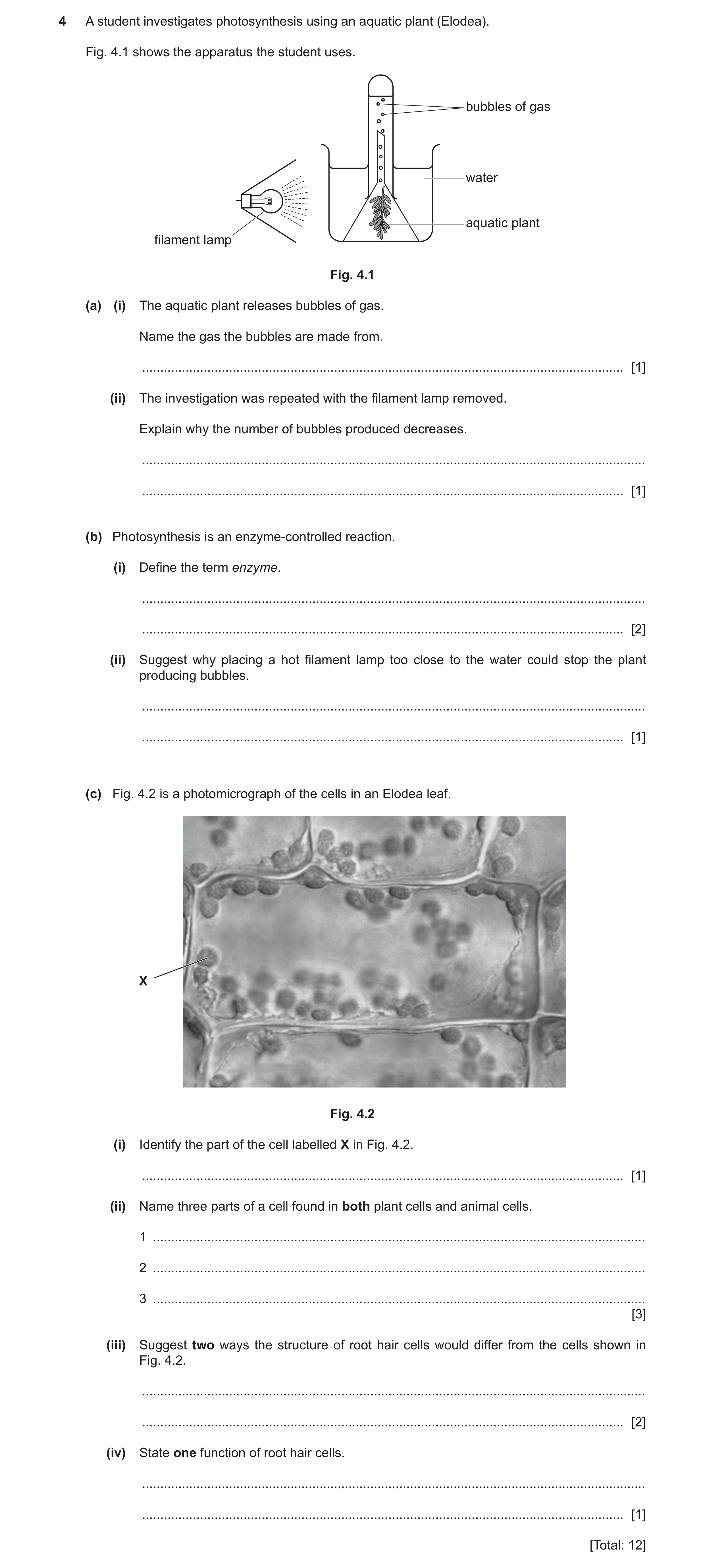 Question 4: A student investigates photosynthesis using an aquatic plant (Elodea). Fig. 4.1 shows the apparatus the student uses. bubbles of gas water …