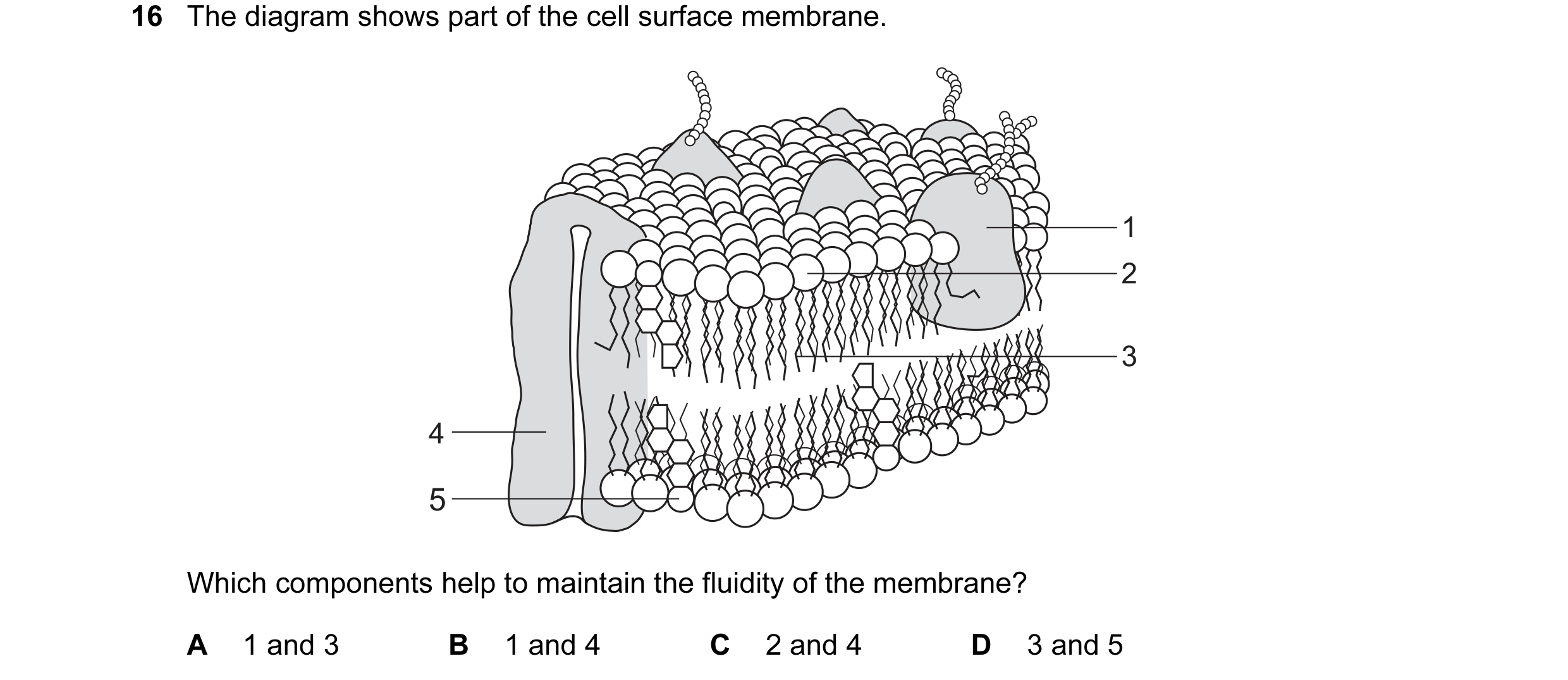 Question 9: The diagram shows part of the cell surface membrane. 1 2 3 4 5 Which components help to maintain the fluidity of the membrane? A 1 and 3 B …