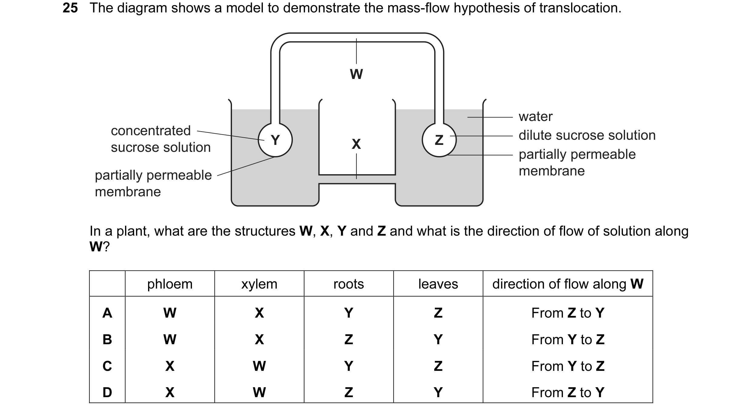 Question 16: The diagram shows a model to demonstrate the mass-flow hypothesis of translocation. W water concentrated dilute sucrose solution Y X Z sucr…