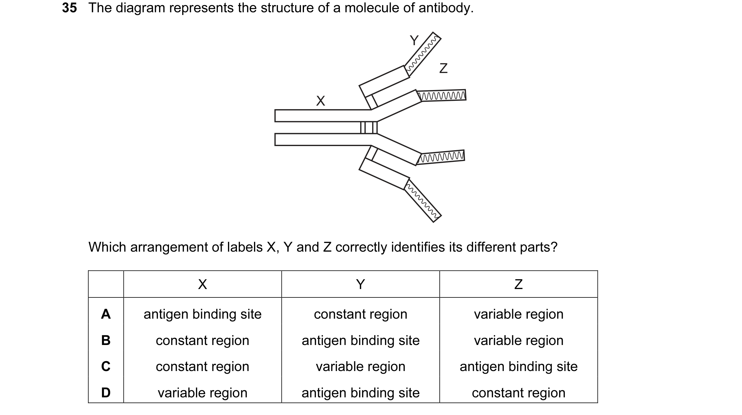 Question 10: The diagram represents the structure of a molecule of antibody. Y Z X Which arrangement of labels X, Y and Z correctly identifies its diffe…