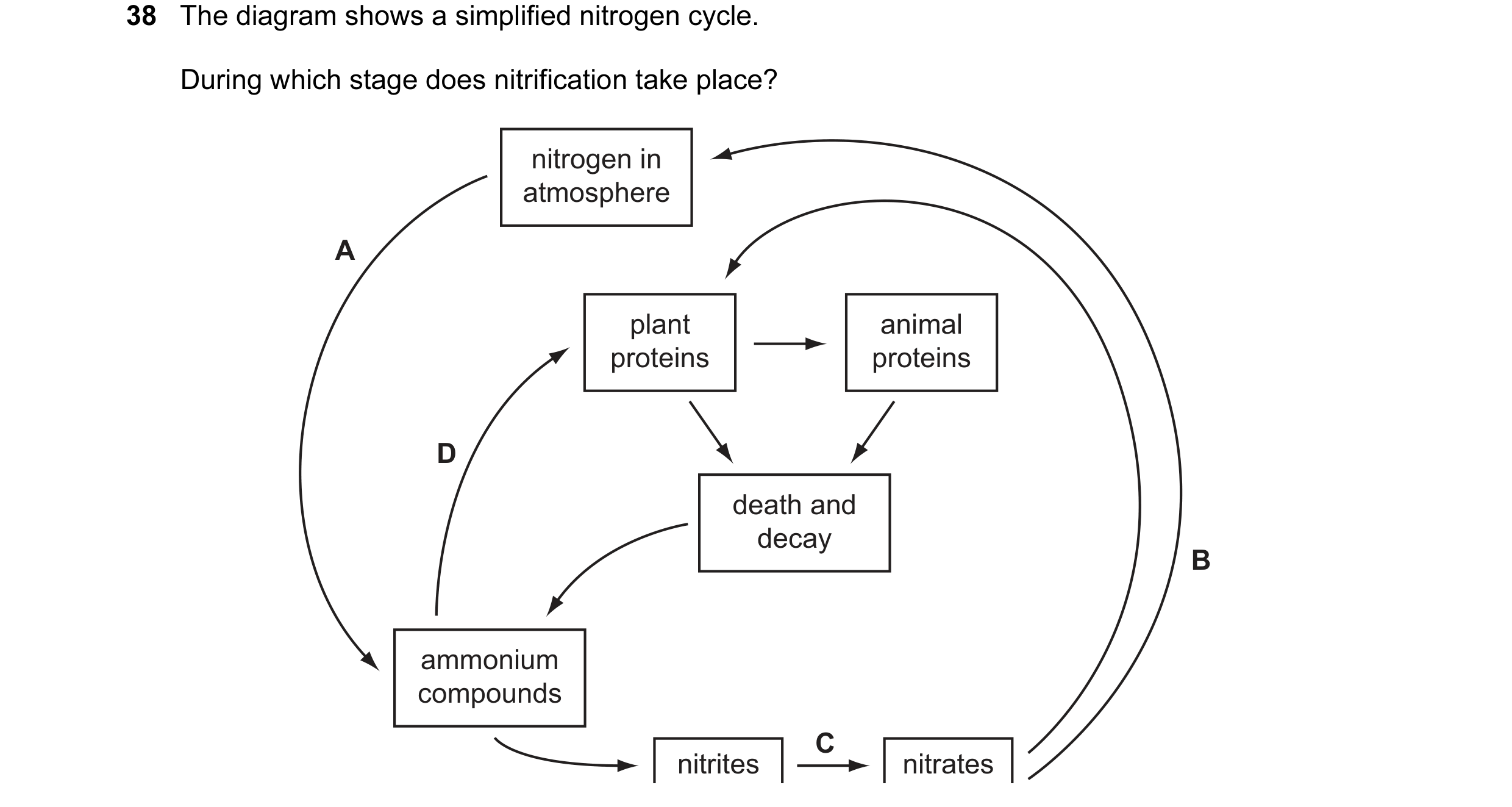 Question 9: The diagram shows a simplified nitrogen cycle. During which stage does nitrification take place? nitrogen in atmosphere A plant animal prot…