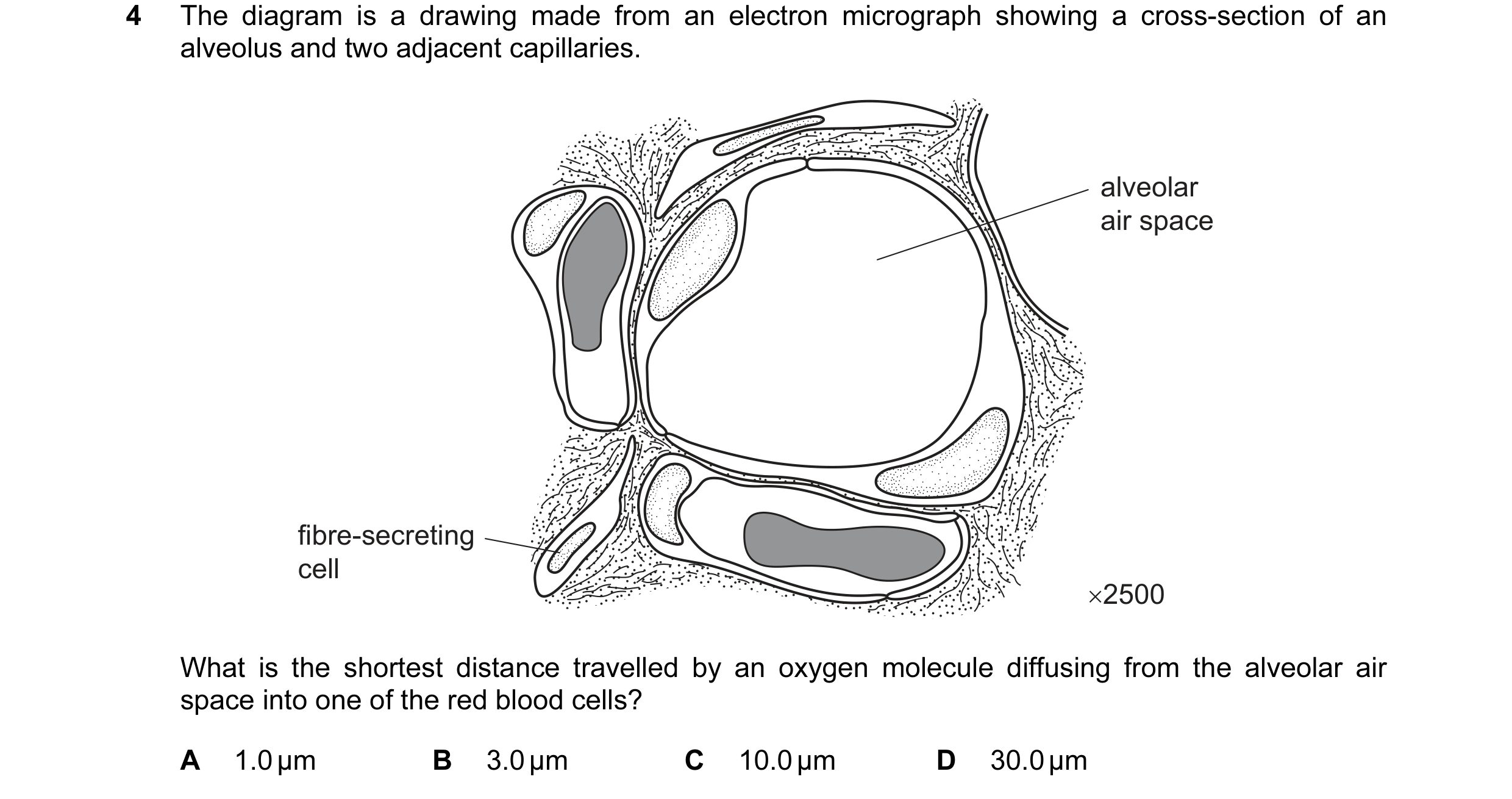Question 14: The diagram is a drawing made from an electron micrograph showing a cross-section of an alveolus and two adjacent capillaries. alveolar air…