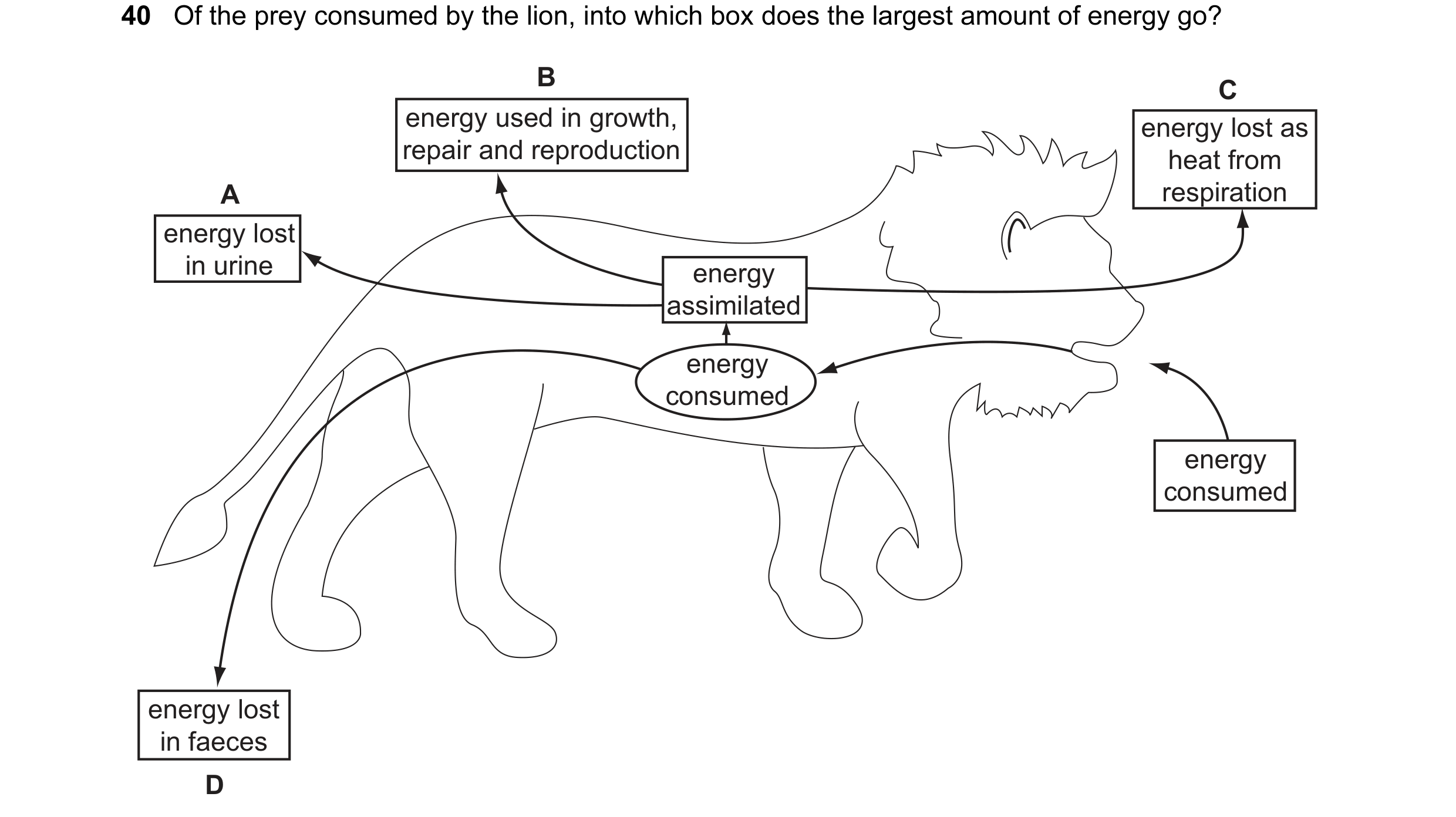 Question 3: Of the prey consumed by the lion, into which box does the largest amount of energy go? B C energy used in growth, energy lost as repair and…