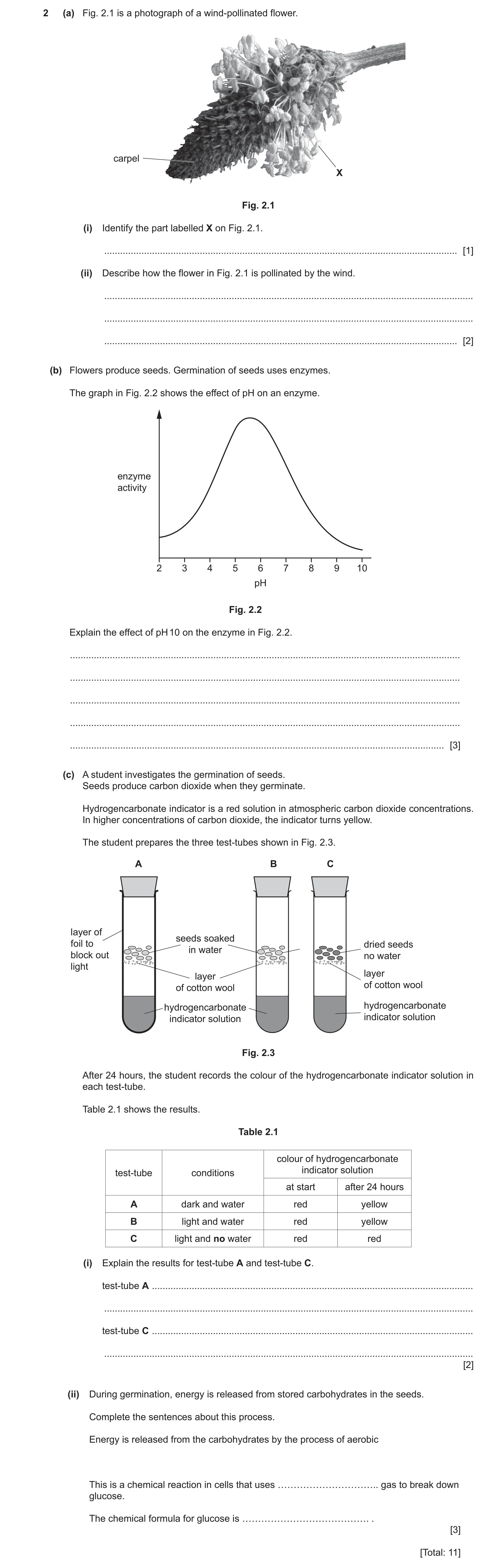 Question 25: (a) Fig. 2.1 is a photograph of a wind‑pollinated flower. carpel X Fig. 2.1 (i) Identify the part labelled X on Fig. 2.1. .................…