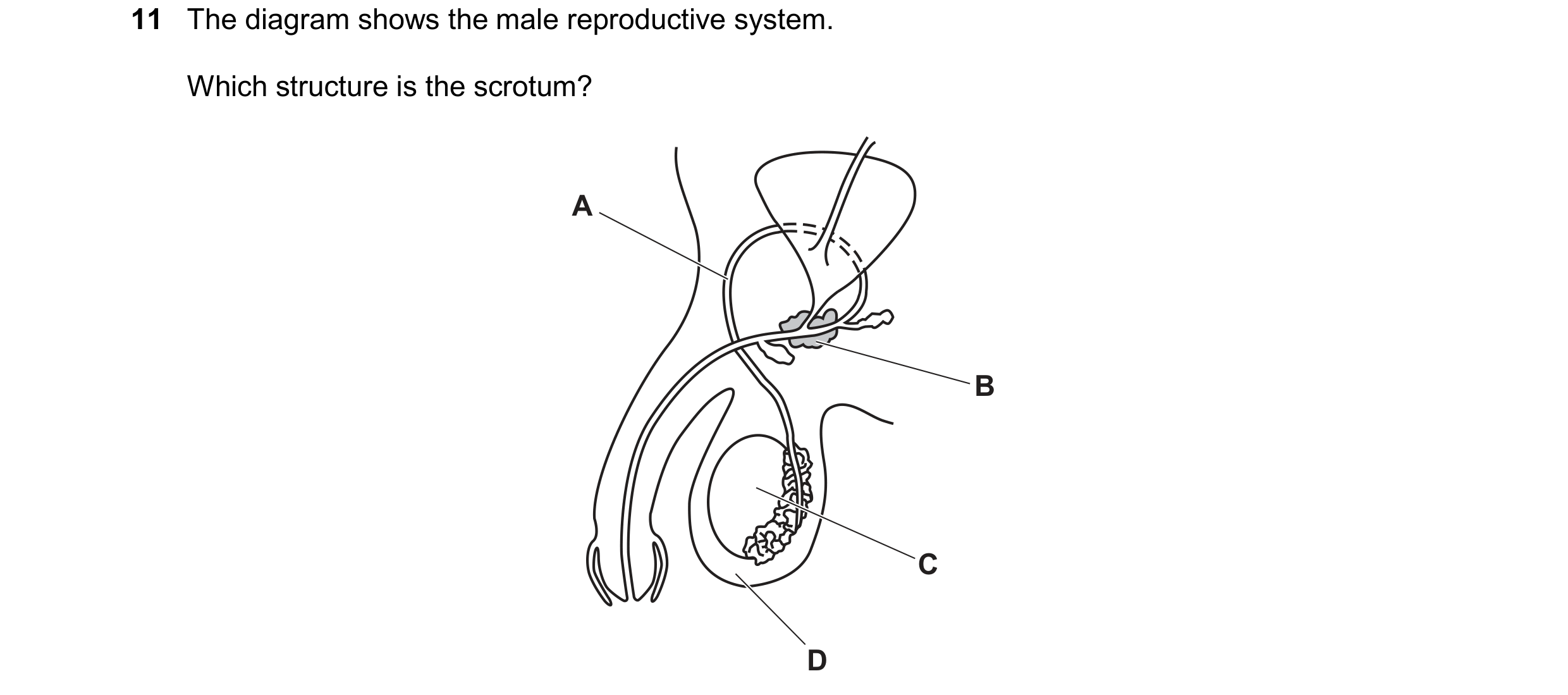 Question 99: The diagram shows the male reproductive system. Which structure is the scrotum? A B C D