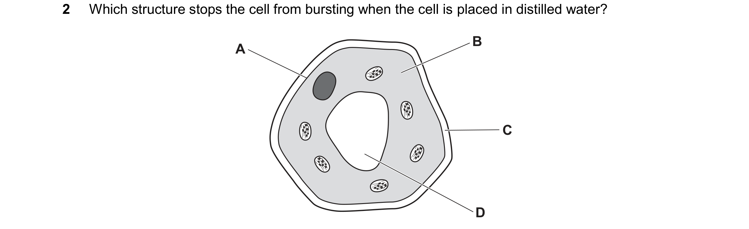 Question 84: Which structure stops the cell from bursting when the cell is placed in distilled water? B A C D
