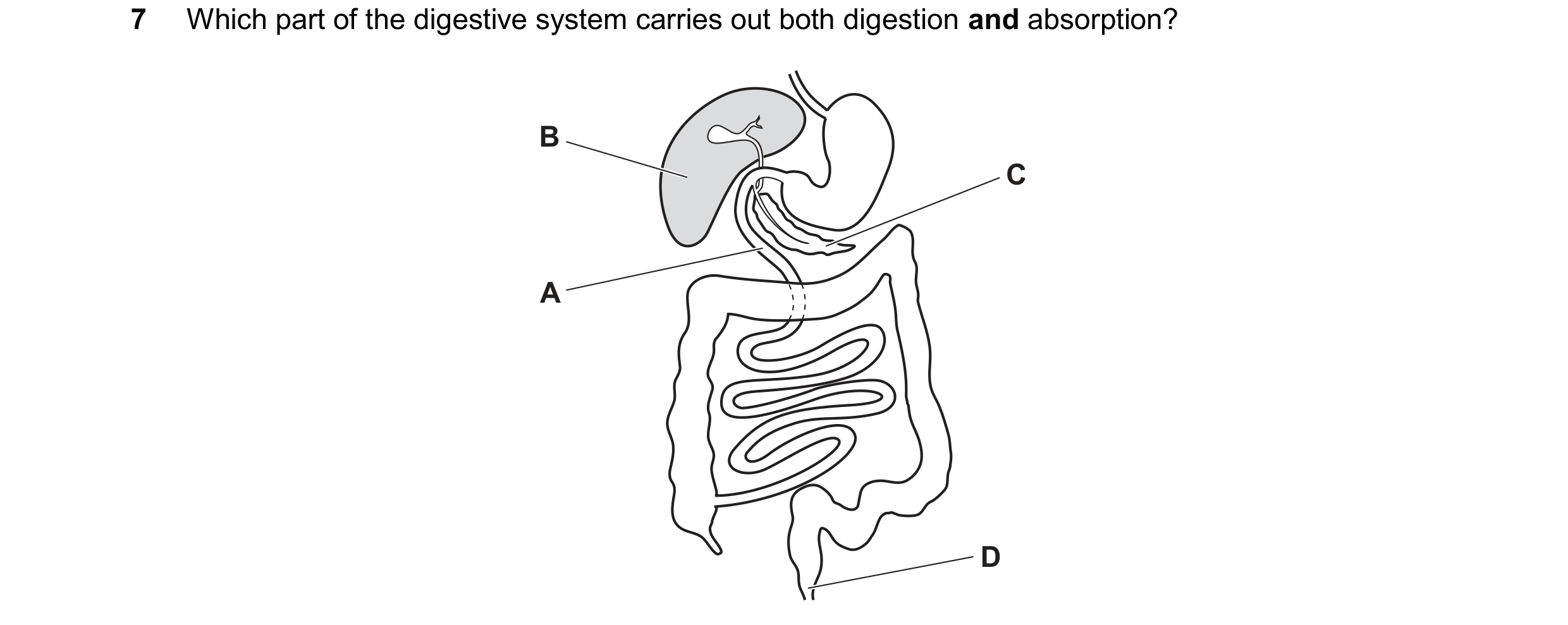 Question 55: Which part of the digestive system carries out both digestion and absorption? B C A D
