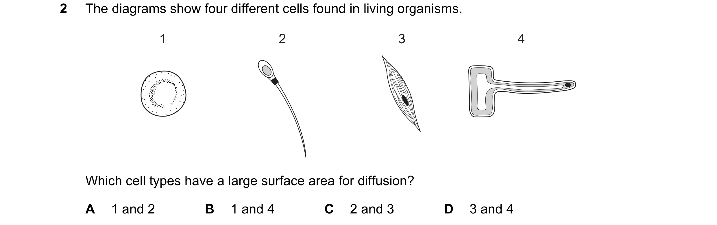 Question 7: The diagrams show four different cells found in living organisms. 1 2 3 4 Which cell types have a large surface area for diffusion? A 1 and…