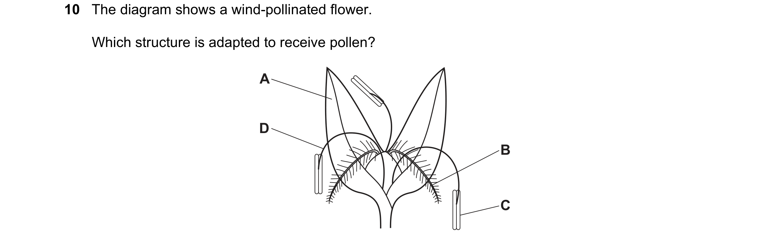Question 13: The diagram shows a wind-pollinated flower. Which structure is adapted to receive pollen? A D B C
