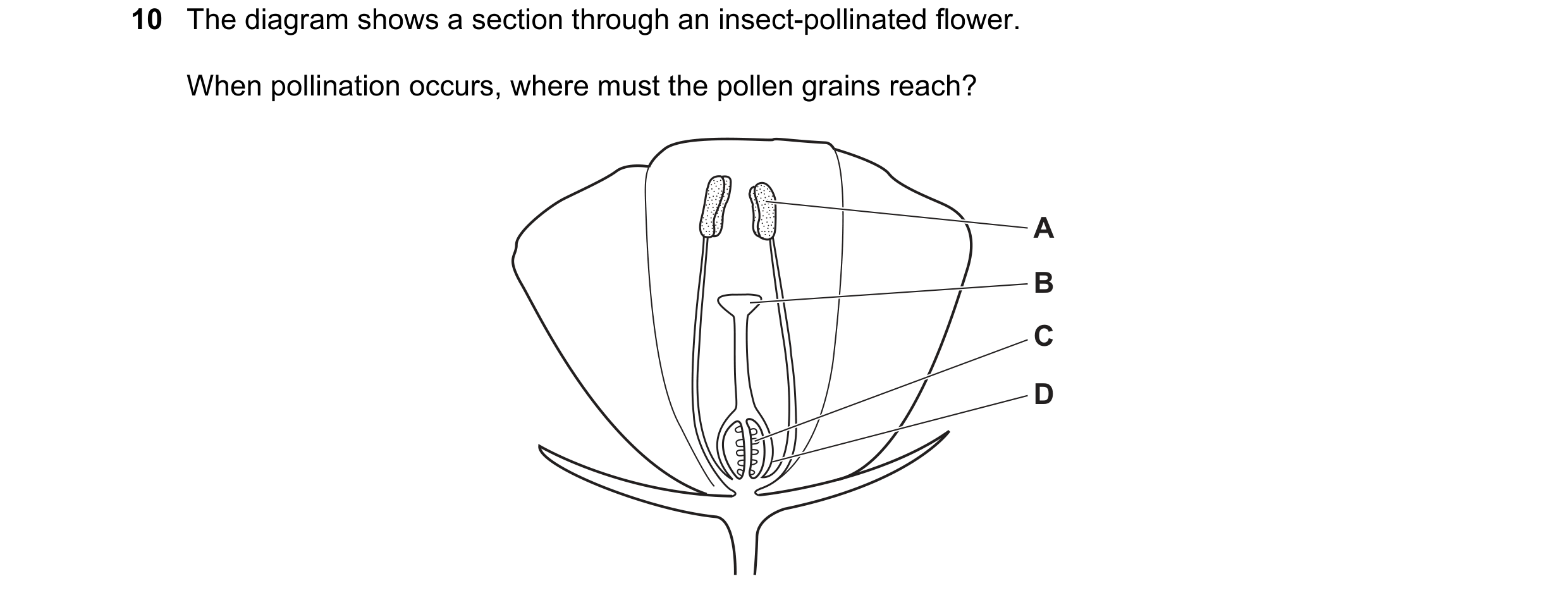 Question 7: The diagram shows a section through an insect-pollinated flower. When pollination occurs, where must the pollen grains reach? A B C D