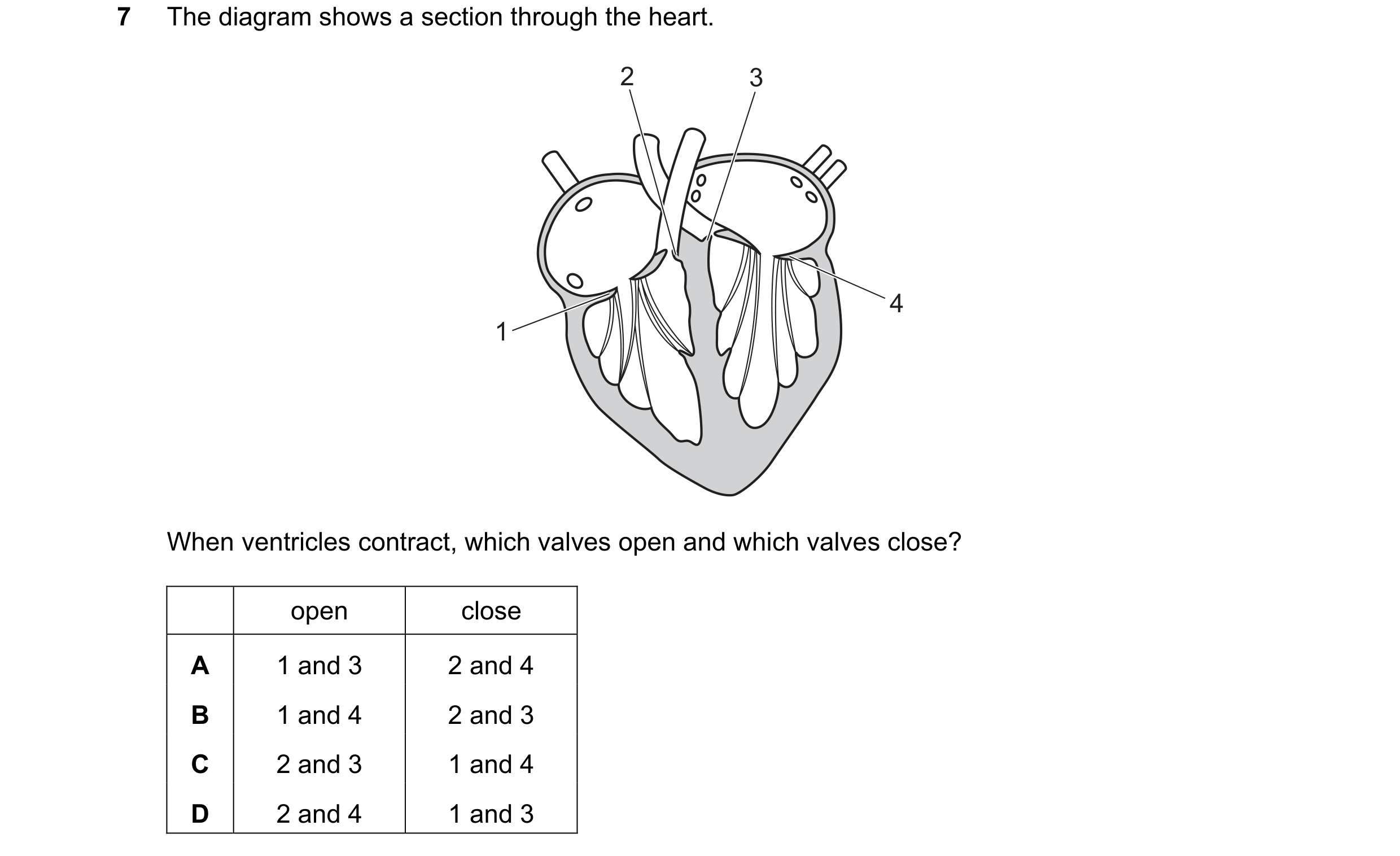 Question 1: The diagram shows a section through the heart. 2 3 4 1 When ventricles contract, which valves open and which valves close? open close A 1 a…