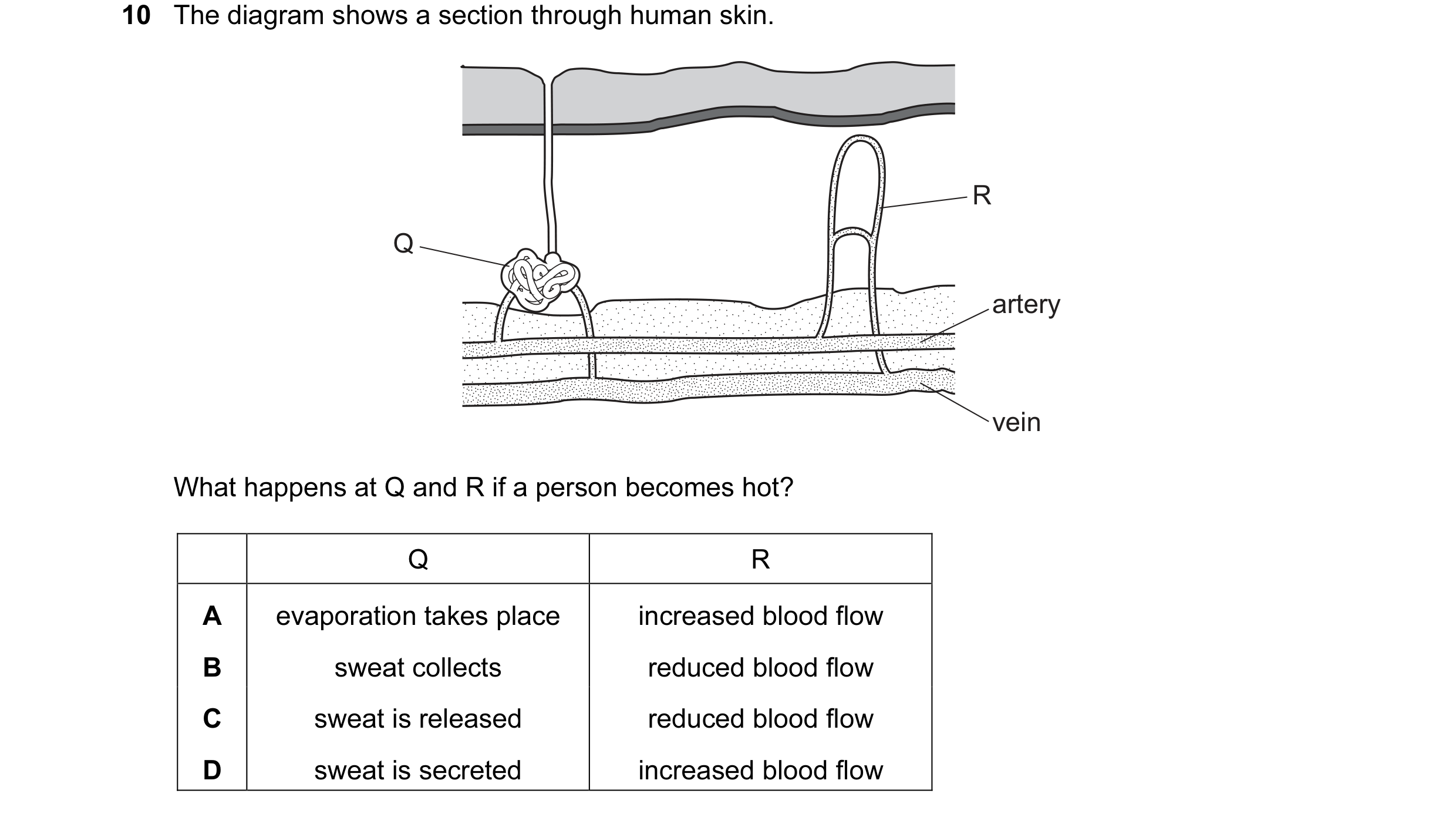 Question 25: The diagram shows a section through human skin. R Q artery vein What happens at Q and R if a person becomes hot? Q R A evaporation takes pl…