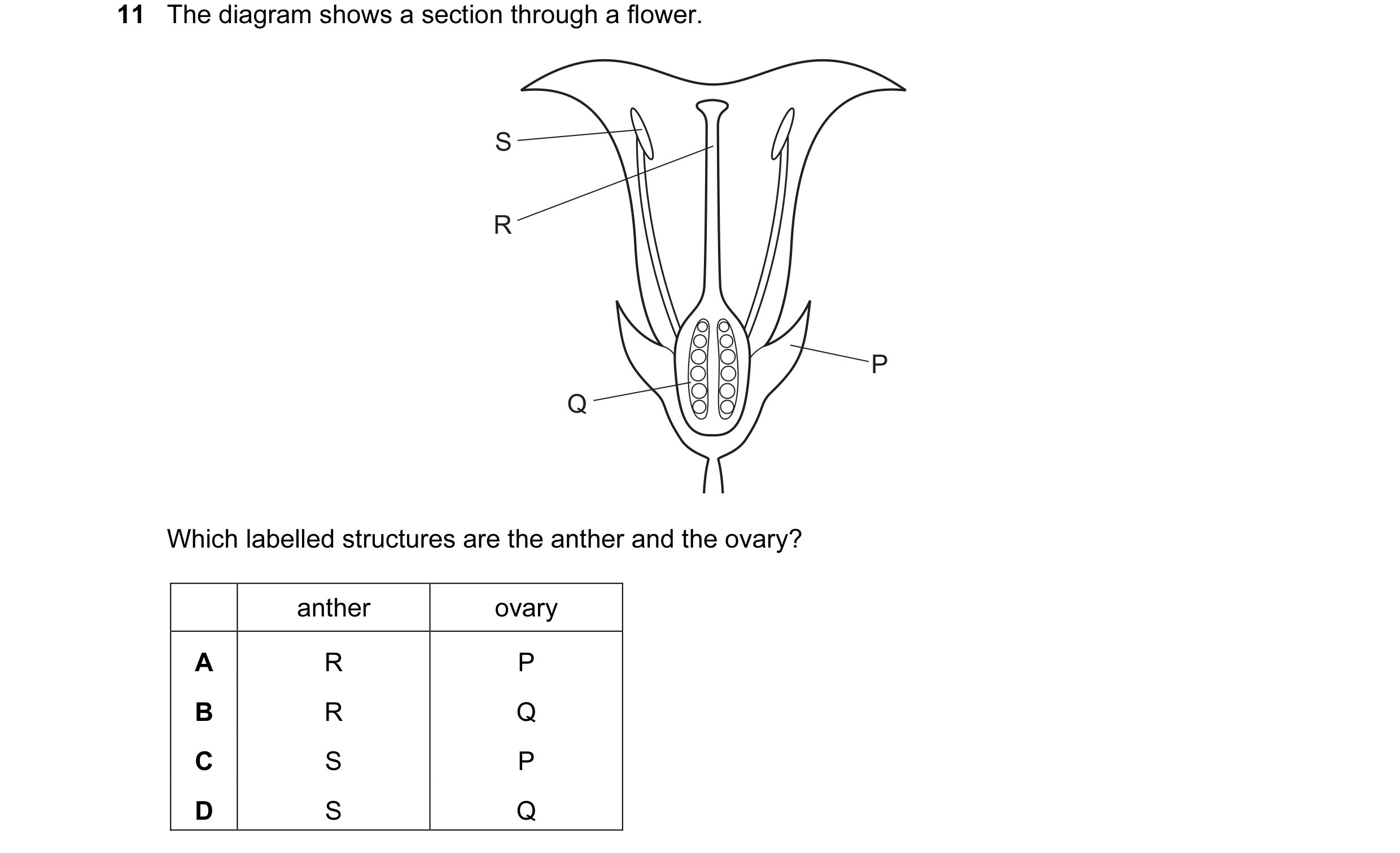 Question 24: The diagram shows a section through a flower. S R P Q Which labelled structures are the anther and the ovary? anther ovary A R P B R Q C S …