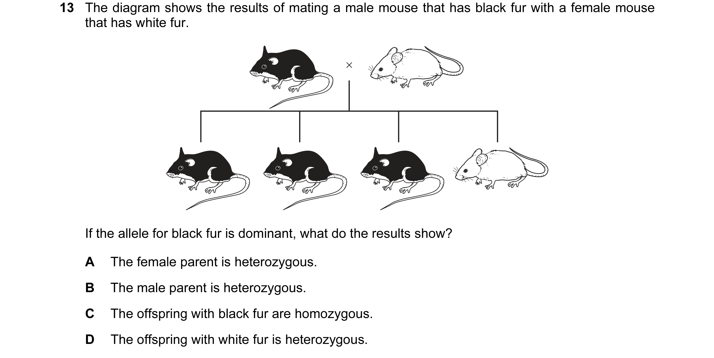 Question 16: The diagram shows the results of mating a male mouse that has black fur with a female mouse that has white fur. × If the allele for black f…