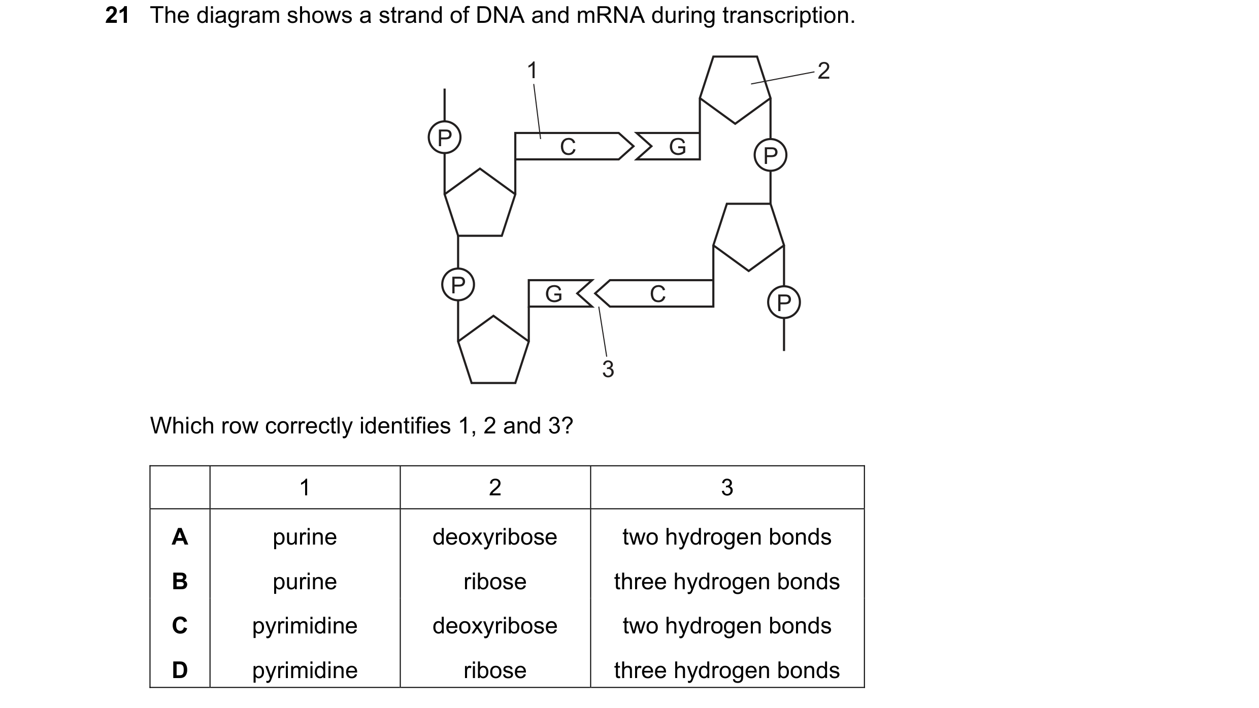 Question 135: The diagram shows a strand of DNA and mRNA during transcription. 1 2 P C G P P G C P 3 Which row correctly identifies 1, 2 and 3? 1 2 3 A p…