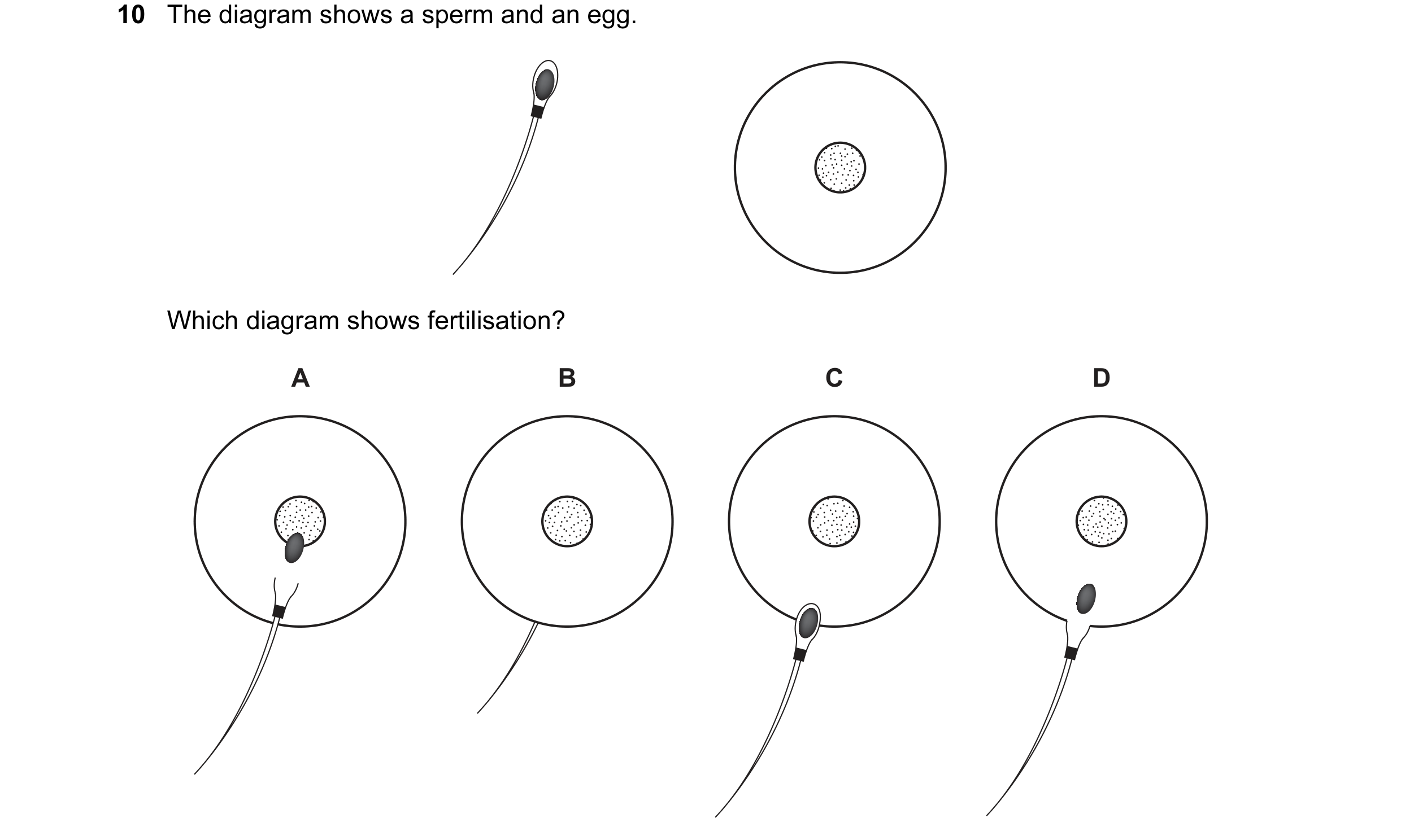 Question 30: The diagram shows a sperm and an egg. Which diagram shows fertilisation? A B C D
