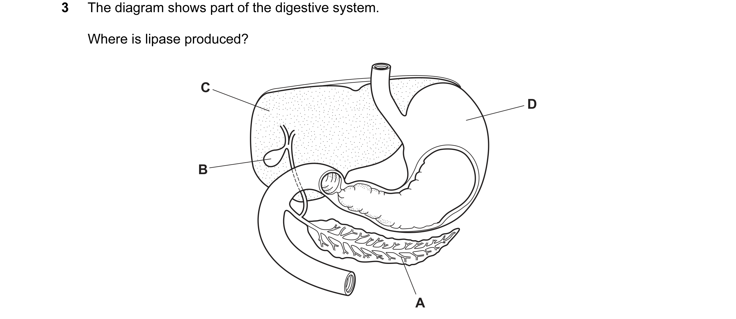 Question 20: The diagram shows part of the digestive system. Where is lipase produced? C D B A