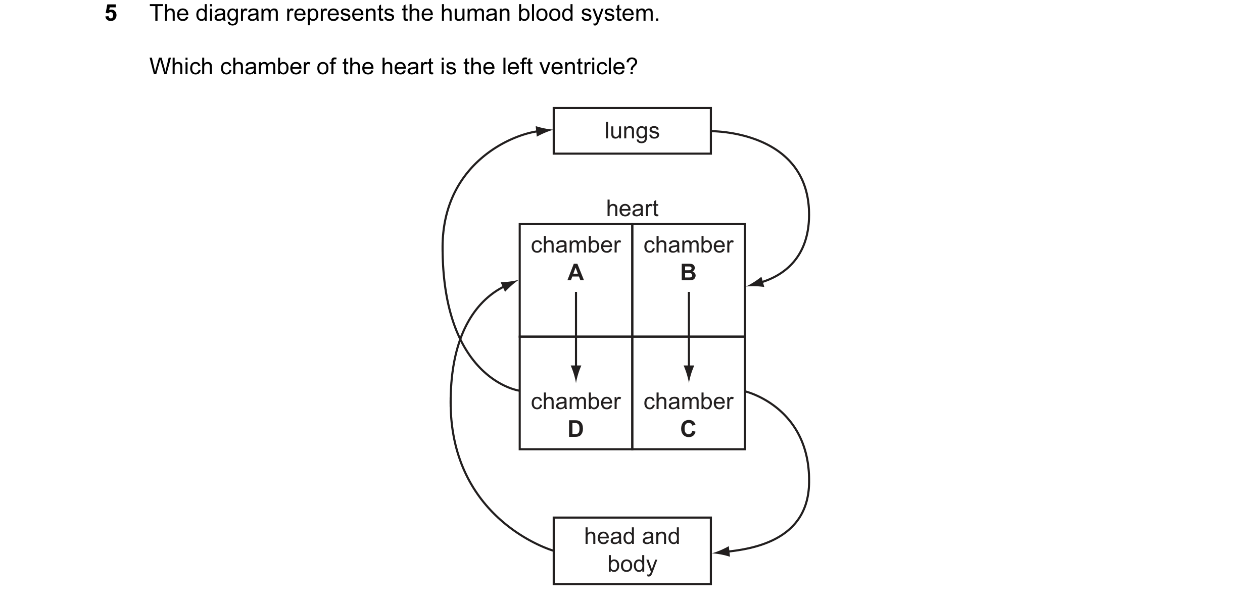 Question 7: The diagram represents the human blood system. Which chamber of the heart is the left ventricle? lungs heart chamber chamber A B chamber ch…