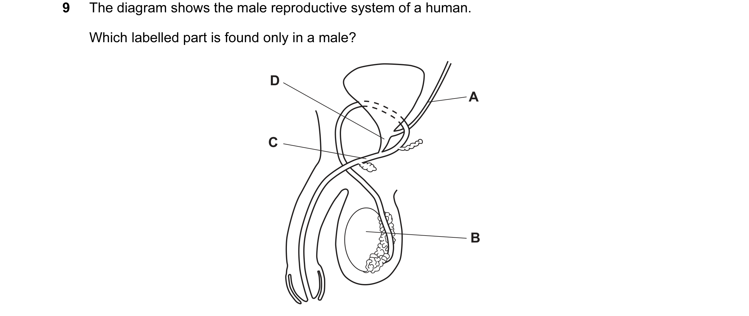 Question 29: The diagram shows the male reproductive system of a human. Which labelled part is found only in a male? D A C B