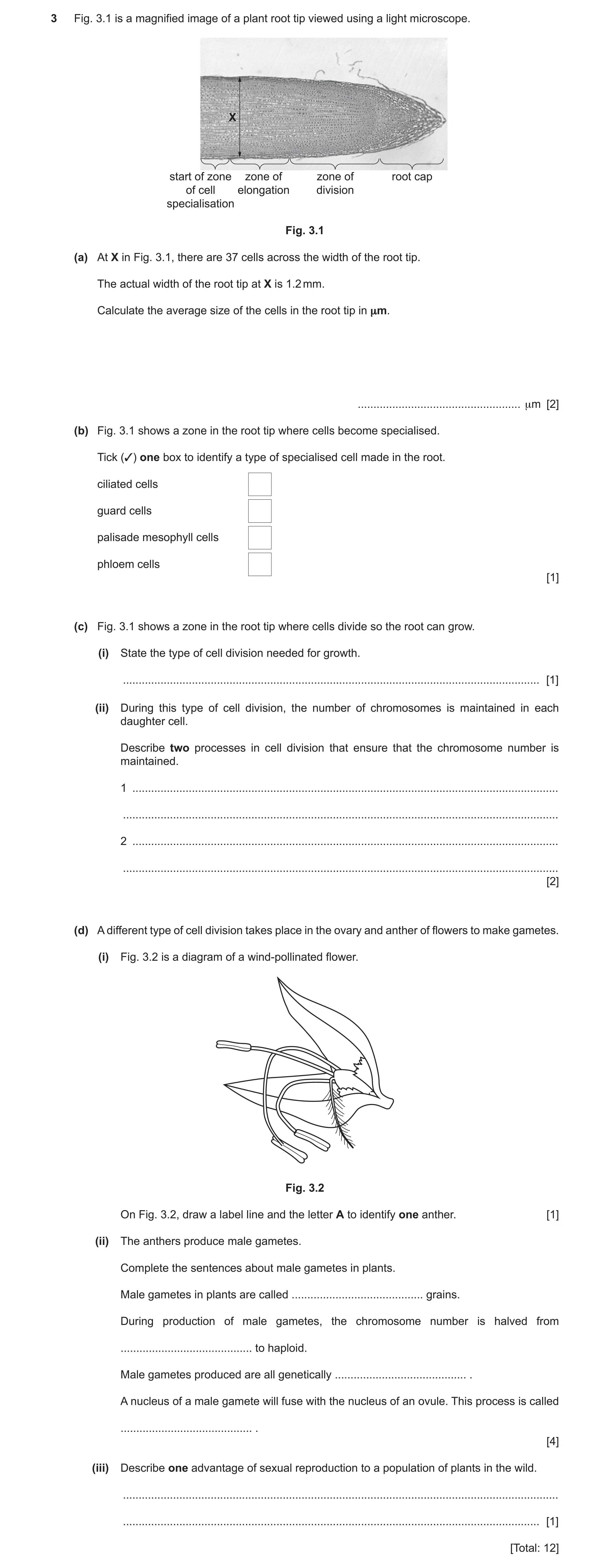 Question 13: Fig. 3.1 is a magnified image of a plant root tip viewed using a light microscope. X start of zone zone of zone of root cap of cell elongat…