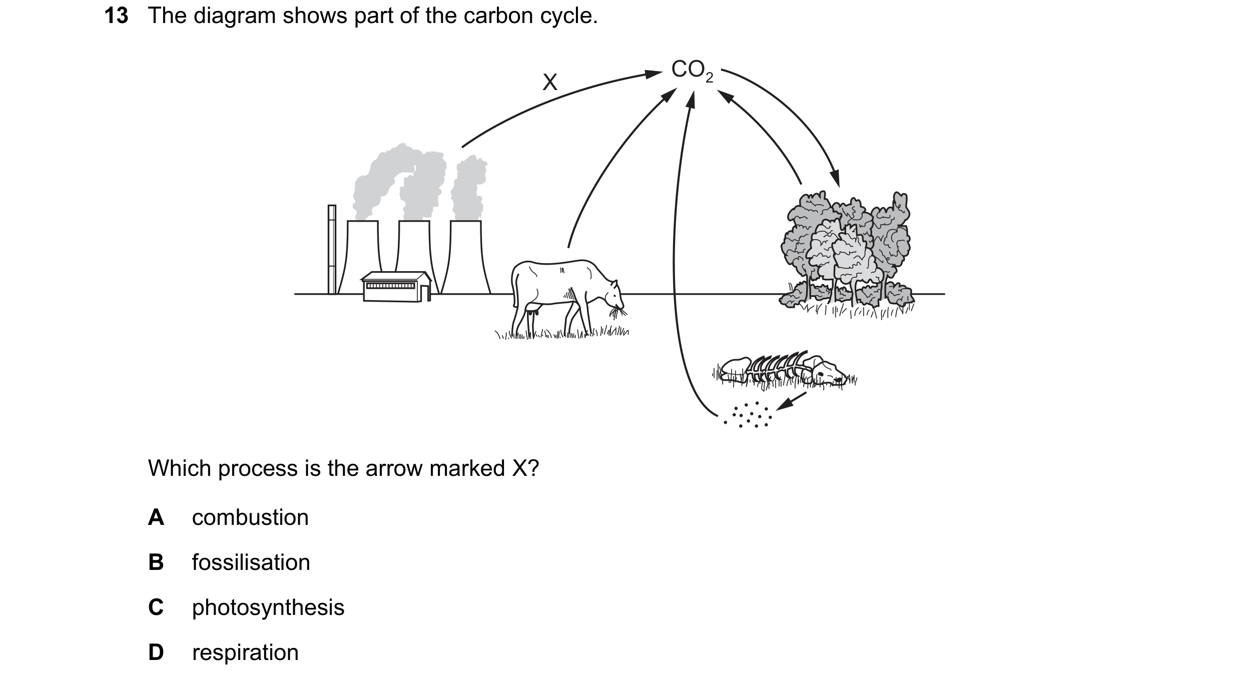 Question 38: The diagram shows part of the carbon cycle. CO2 X Which process is the arrow marked X? A combustion B fossilisation C photosynthesis D resp…