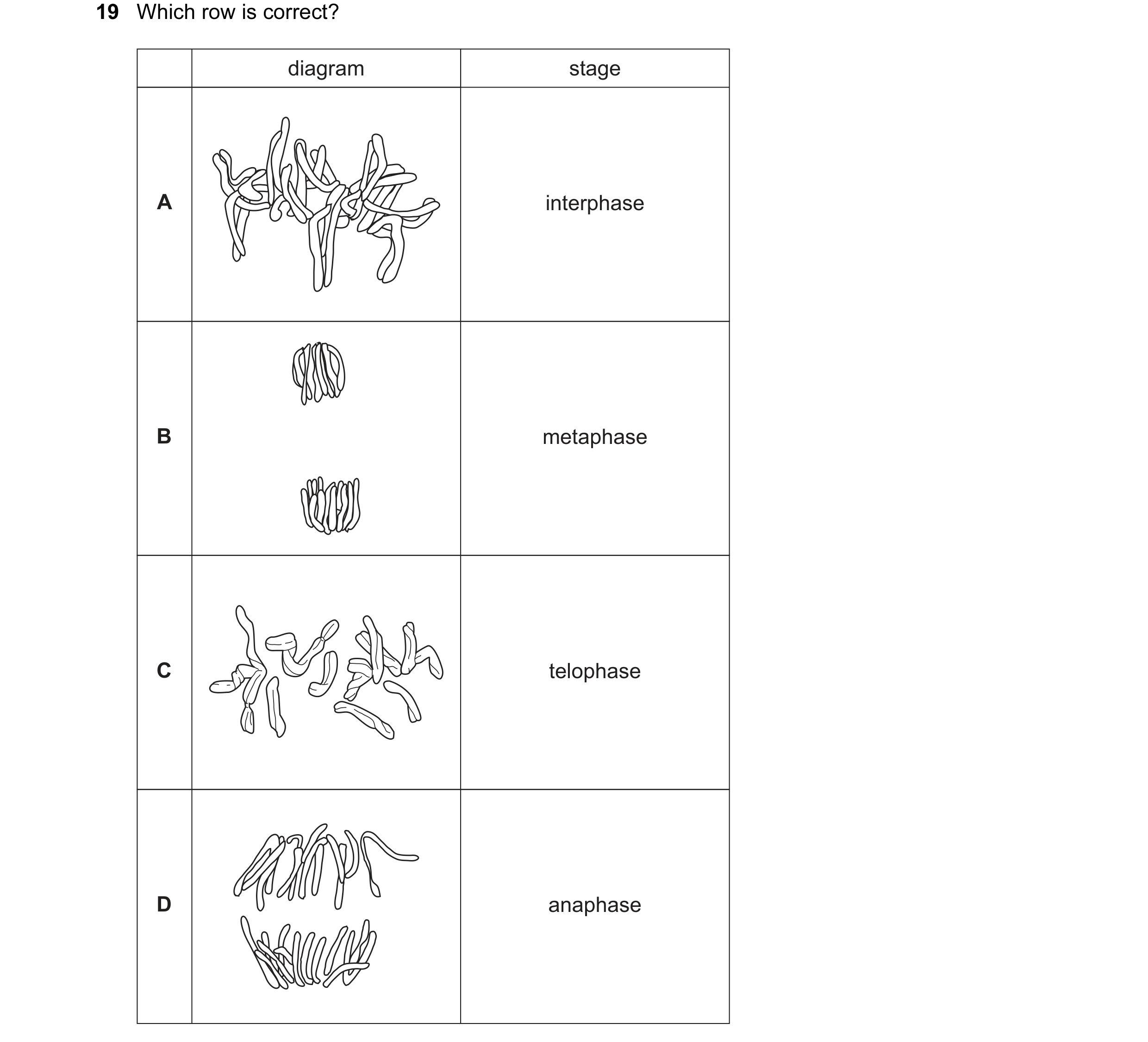 Question 40: Which row is correct? diagram stage A interphase B metaphase C telophase D anaphase