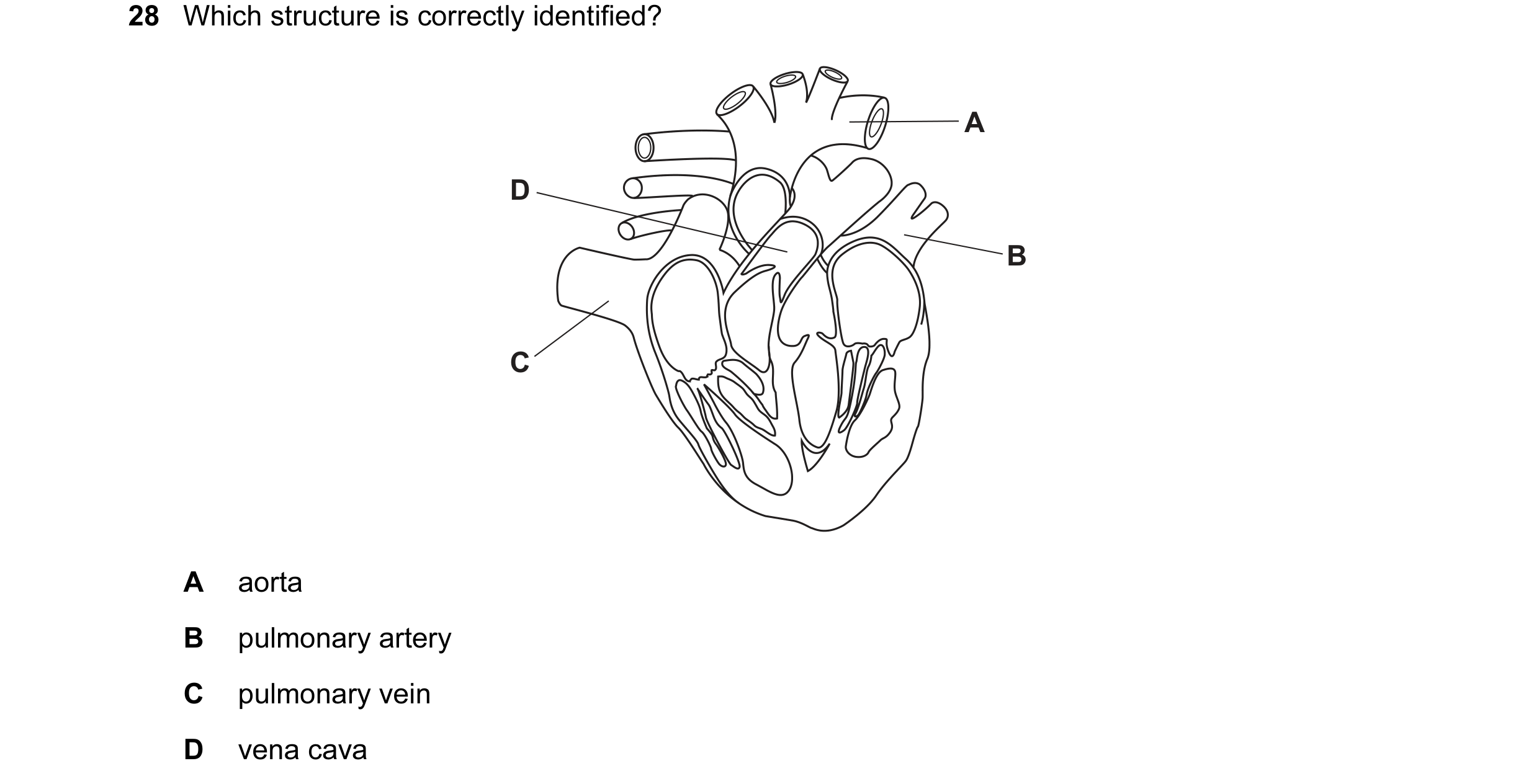 Question 52: Which structure is correctly identified? A D B C A aorta B pulmonary artery C pulmonary vein D vena cava