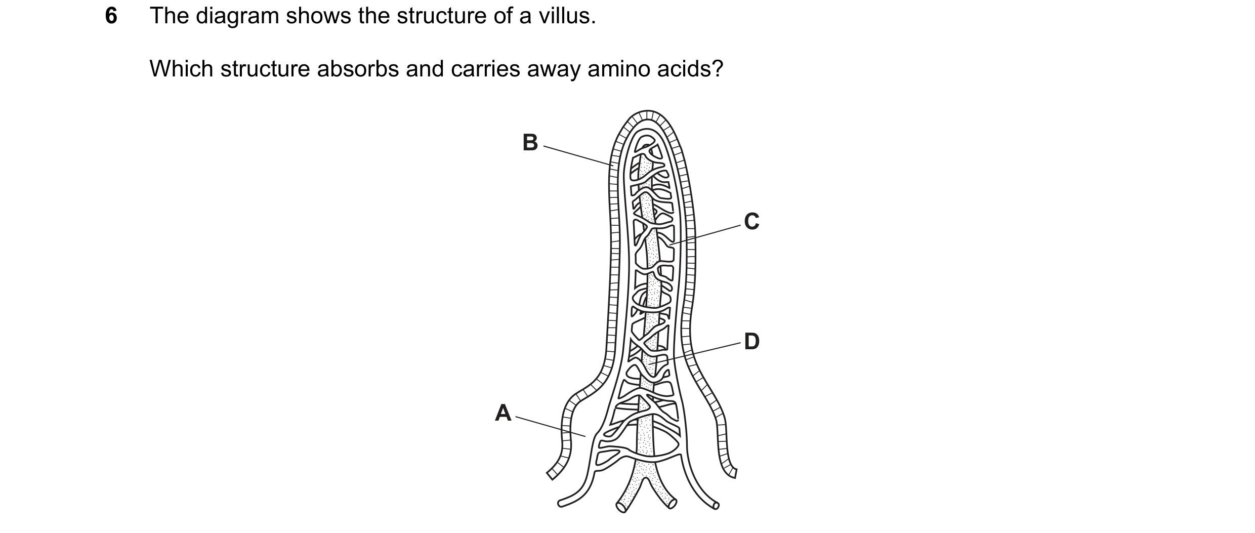 Question 5: The diagram shows the structure of a villus. Which structure absorbs and carries away amino acids? B C D A