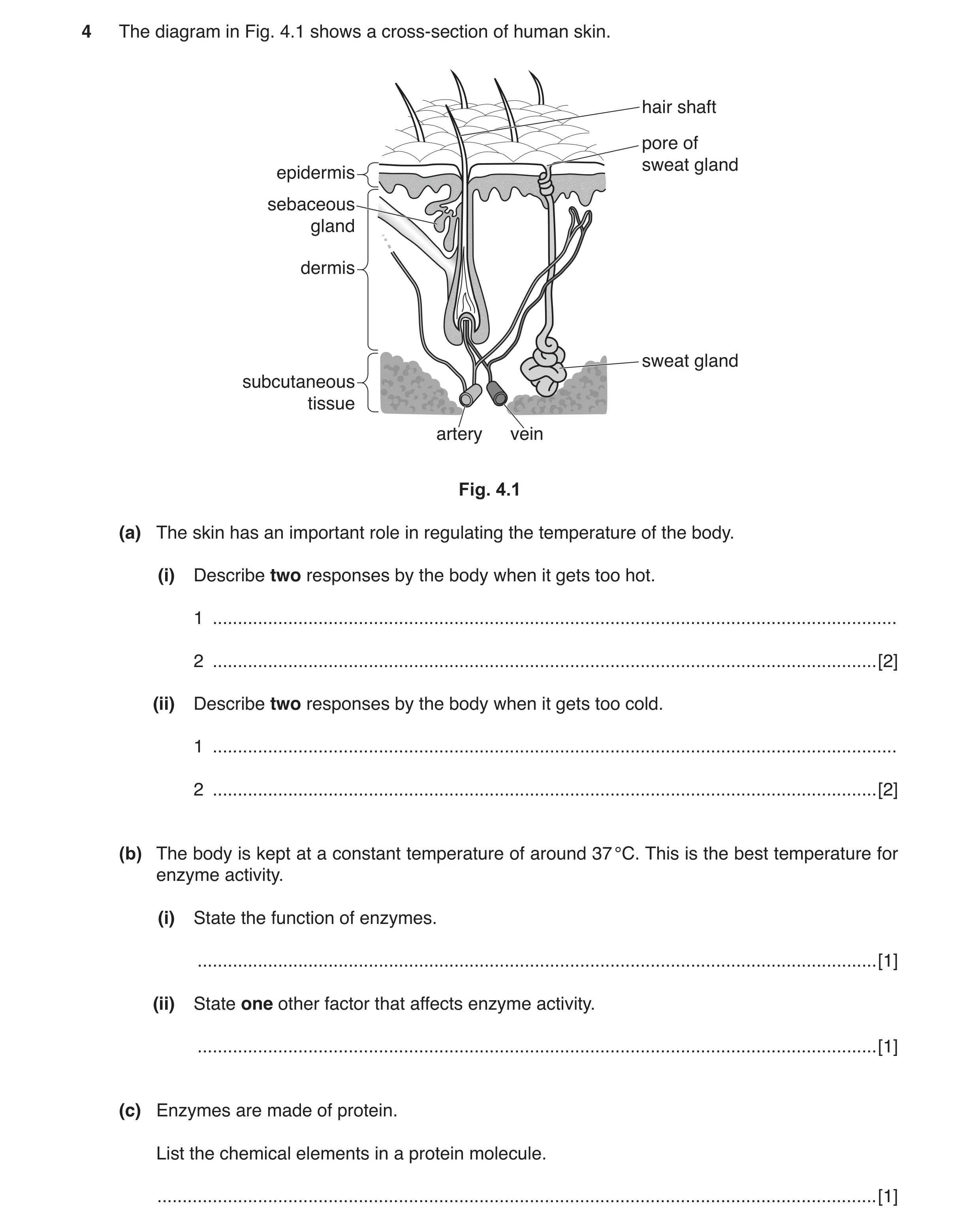 Question 2: The diagram in Fig. 4.1 shows a cross-section of human skin. hair shaft pore of sweat gland epidermis sebaceous gland dermis sweat gland su…