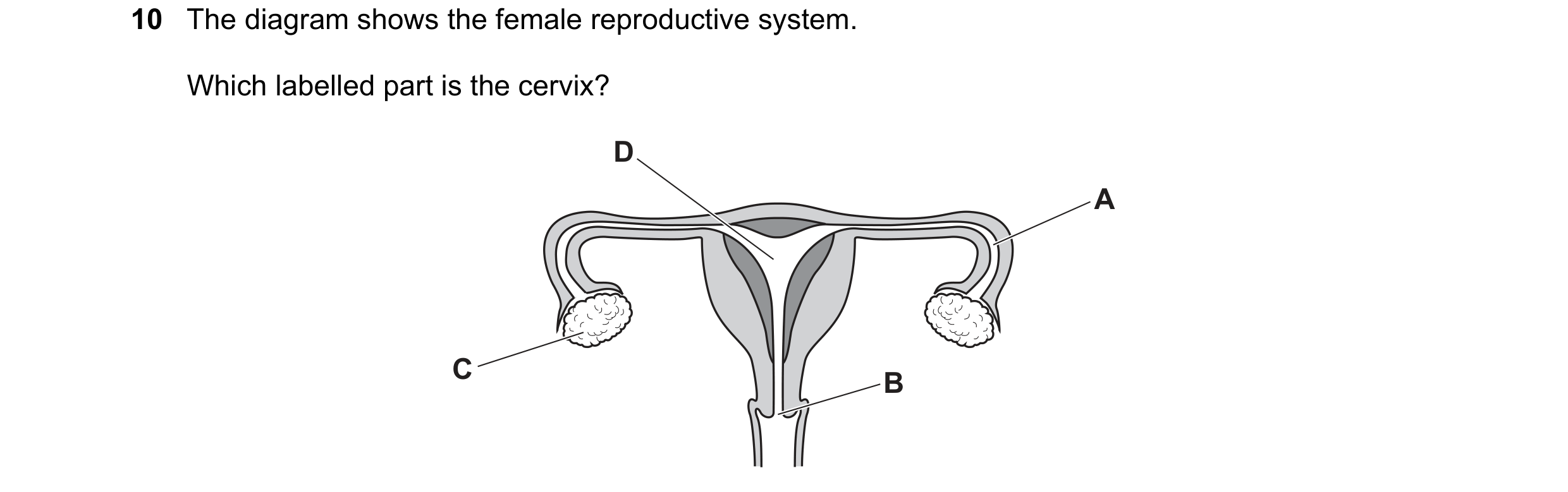 Question 59: The diagram shows the female reproductive system. Which labelled part is the cervix? D A C B
