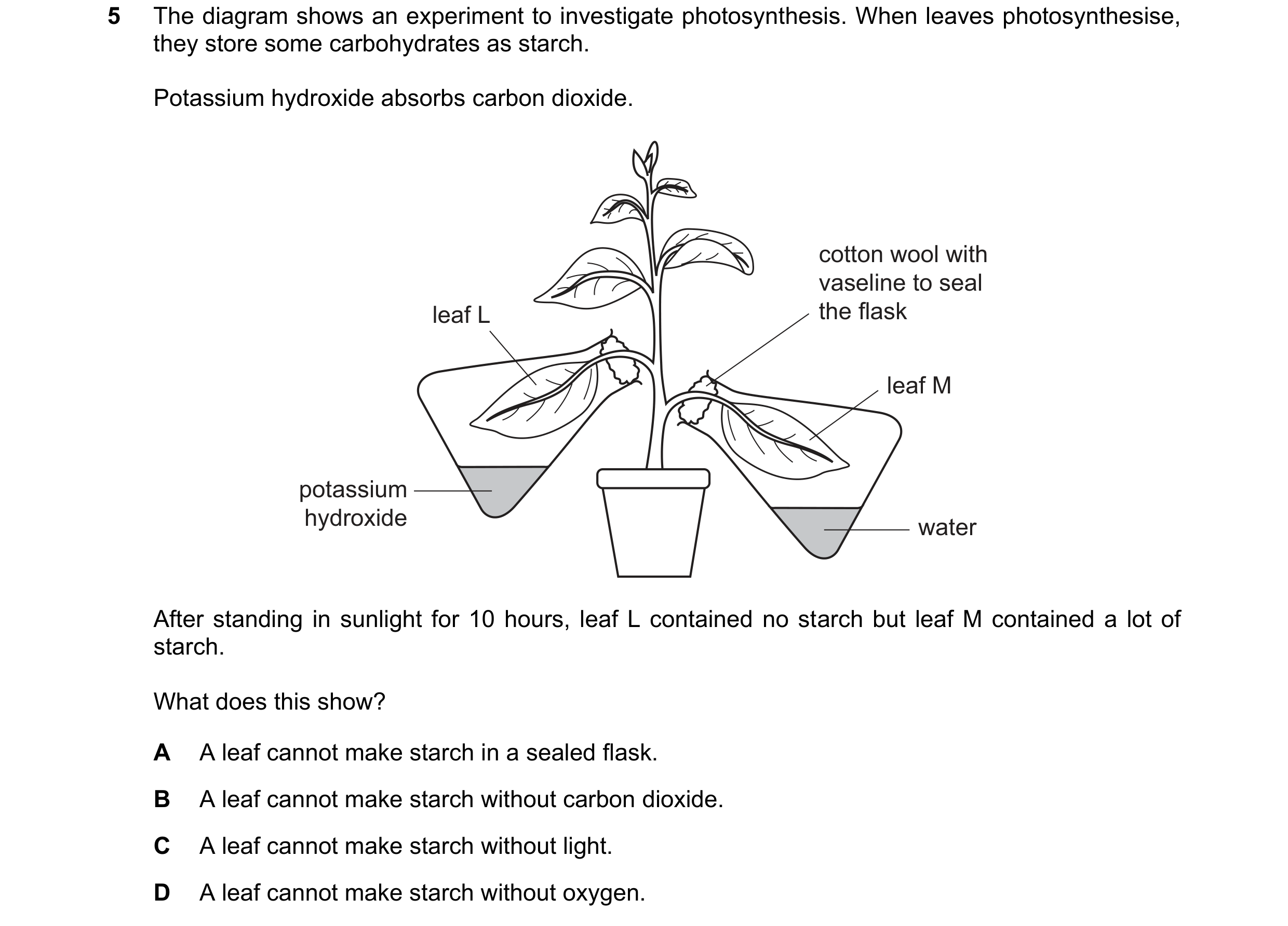 Question 55: The diagram shows an experiment to investigate photosynthesis. When leaves photosynthesise, they store some carbohydrates as starch. Potass…