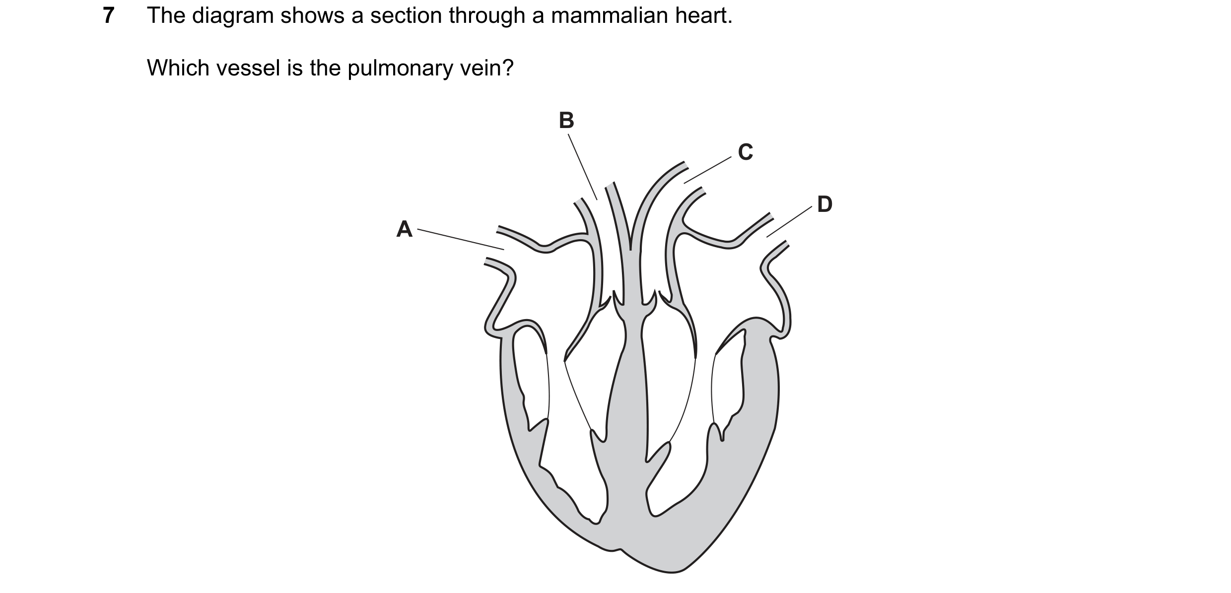 Question 16: The diagram shows a section through a mammalian heart. Which vessel is the pulmonary vein? B C D A